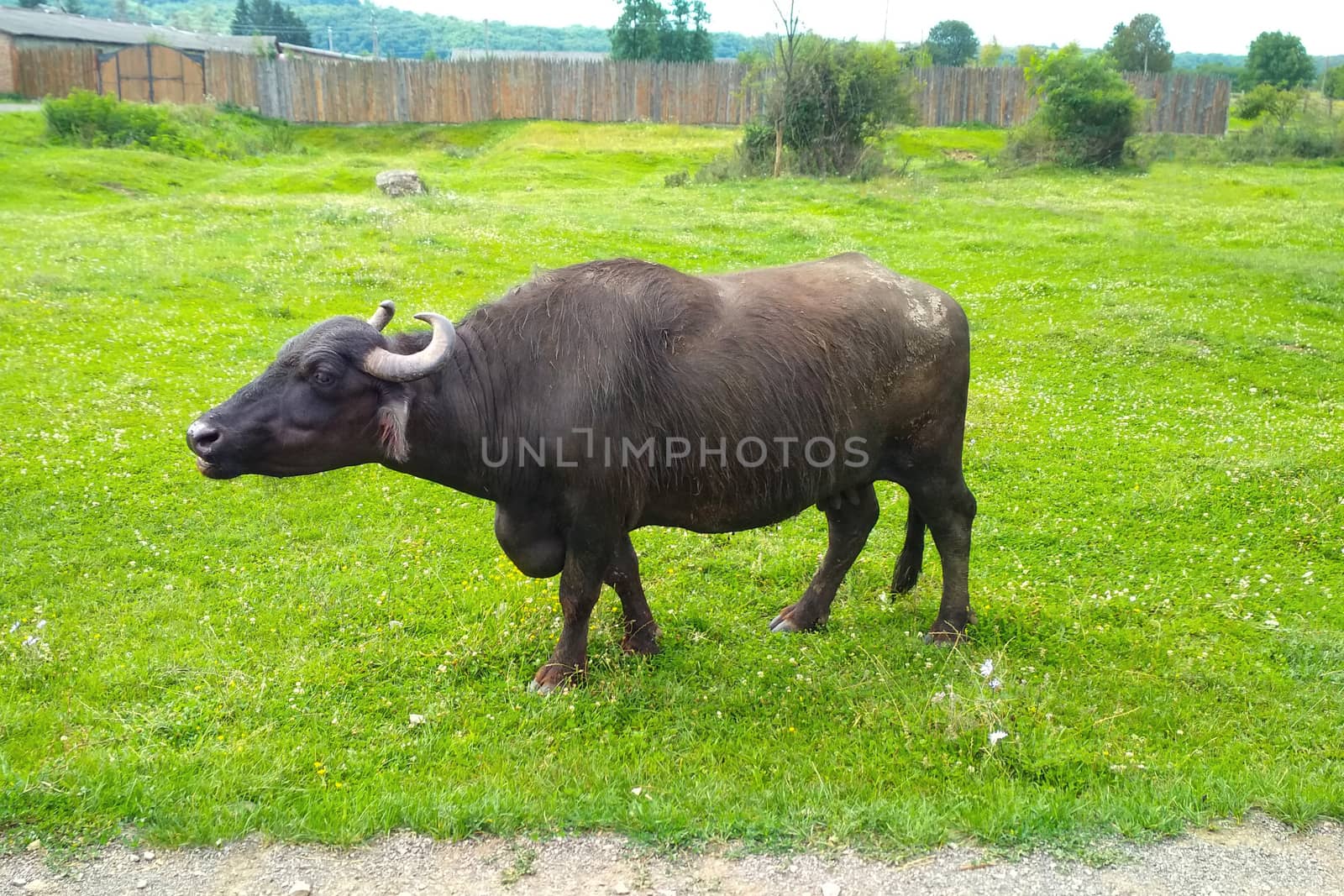 Europeanl black boffalo moo on farm against background of green grass by mtx