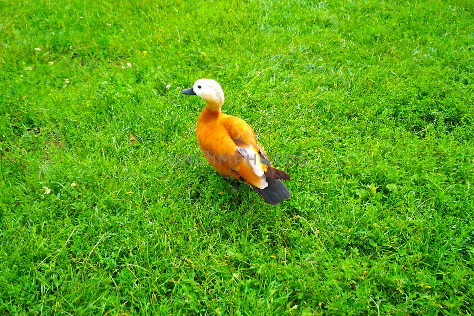 Ruddy Shelduck, known as the Brahminy Duck, on green grass Tadorna ferruginea 