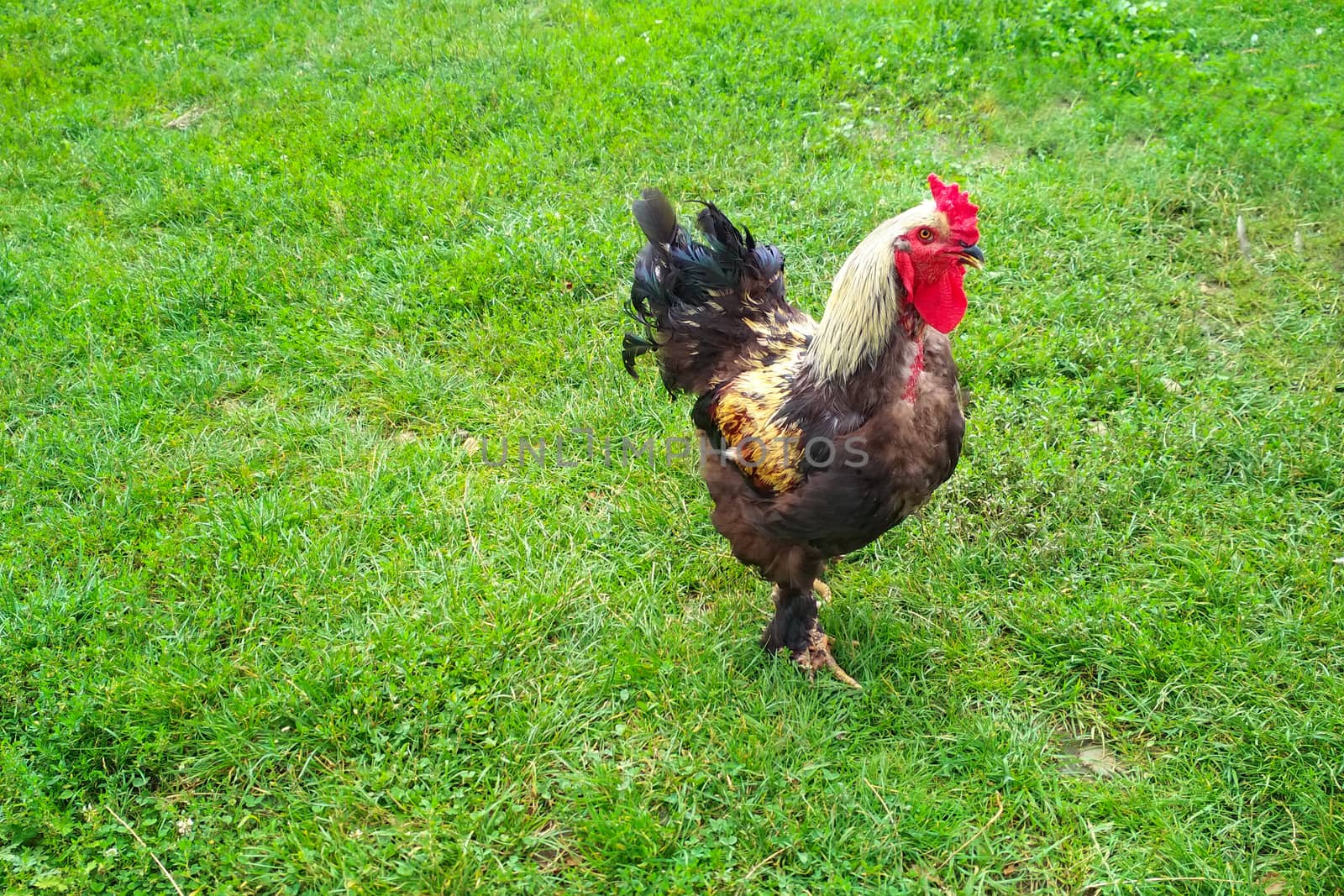 Cock flashy breed Brama, grazing on the green lawn. Rooster with black plumage on its paws