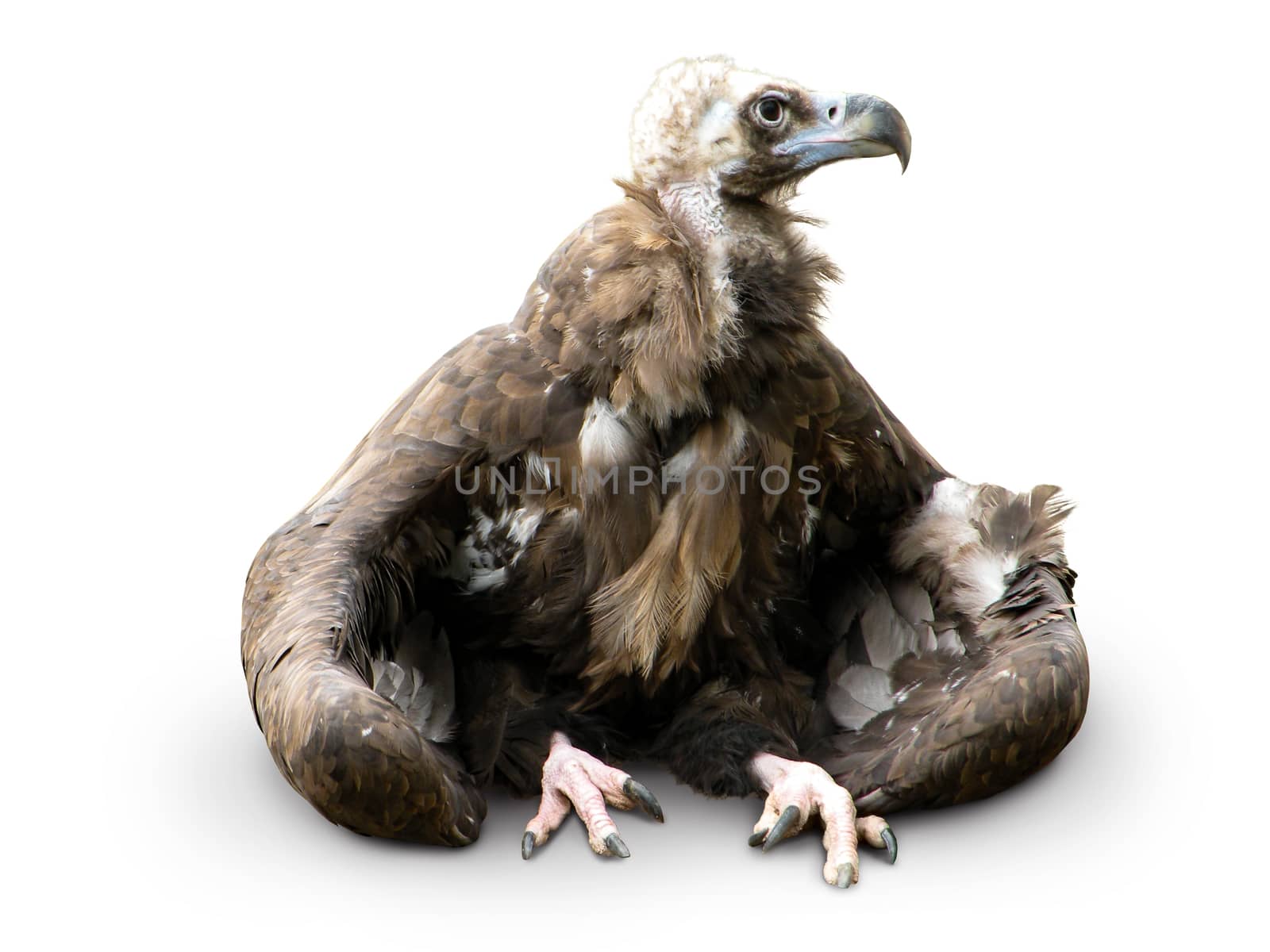 Black vulture Aegypius monachus sitting on white background. Isolated bird with shadow