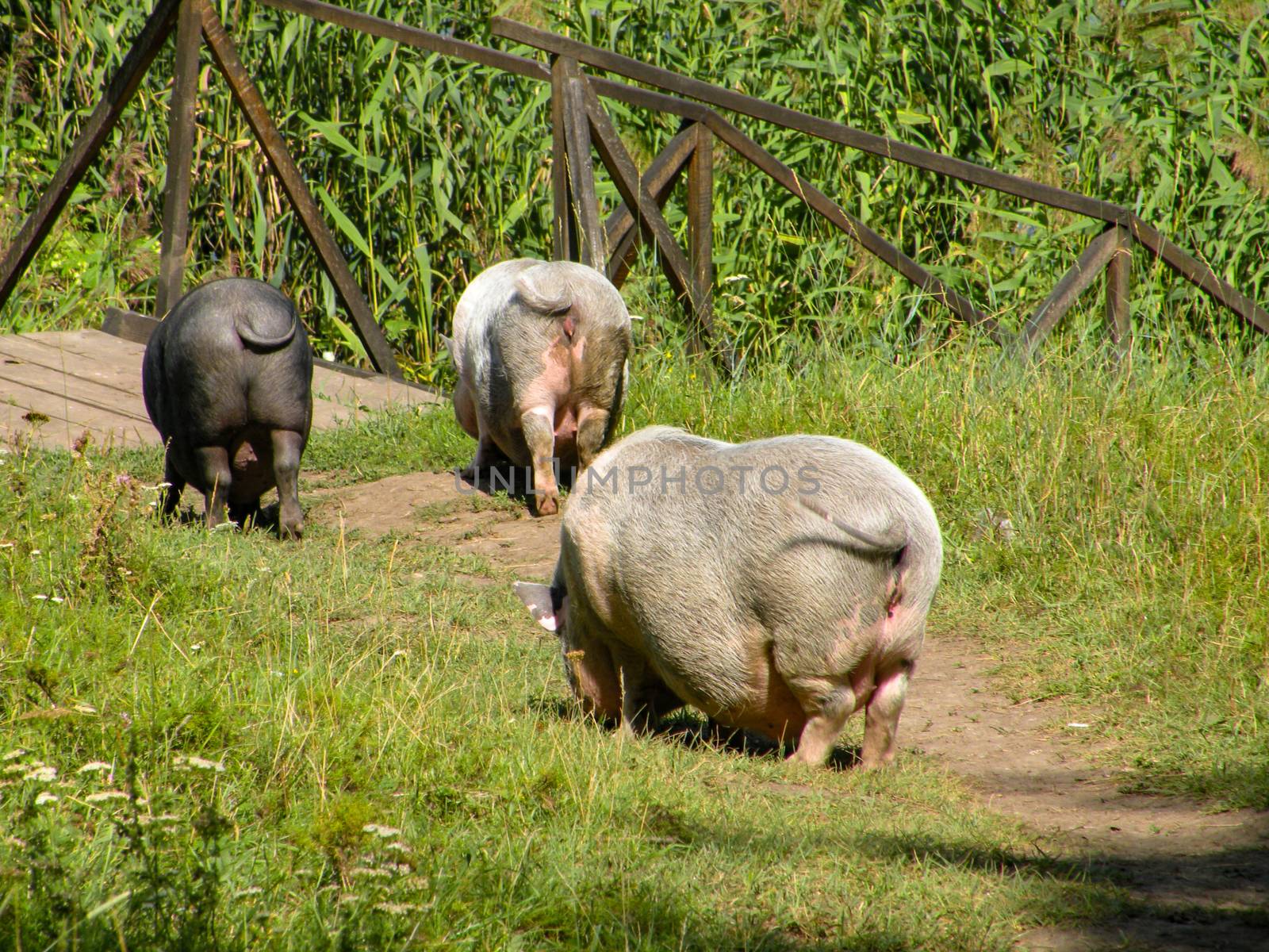 Three pigs from behind fun wag their tail in nature. Pigs walking on the farm