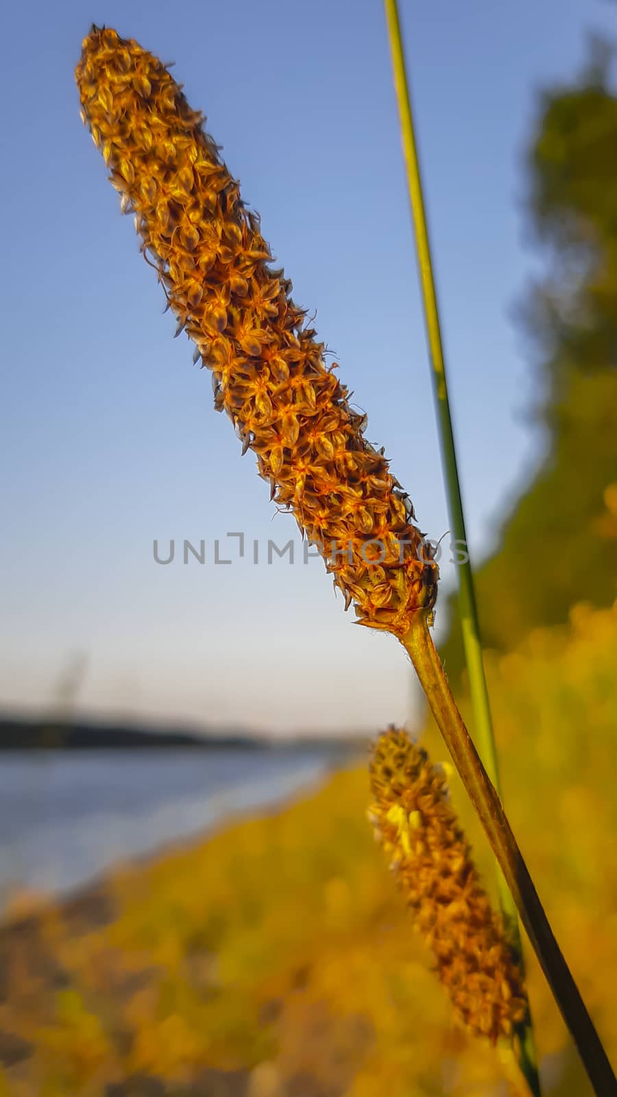 The beautiful Alopecurus arundinaceus plants under the blue sky by kb79