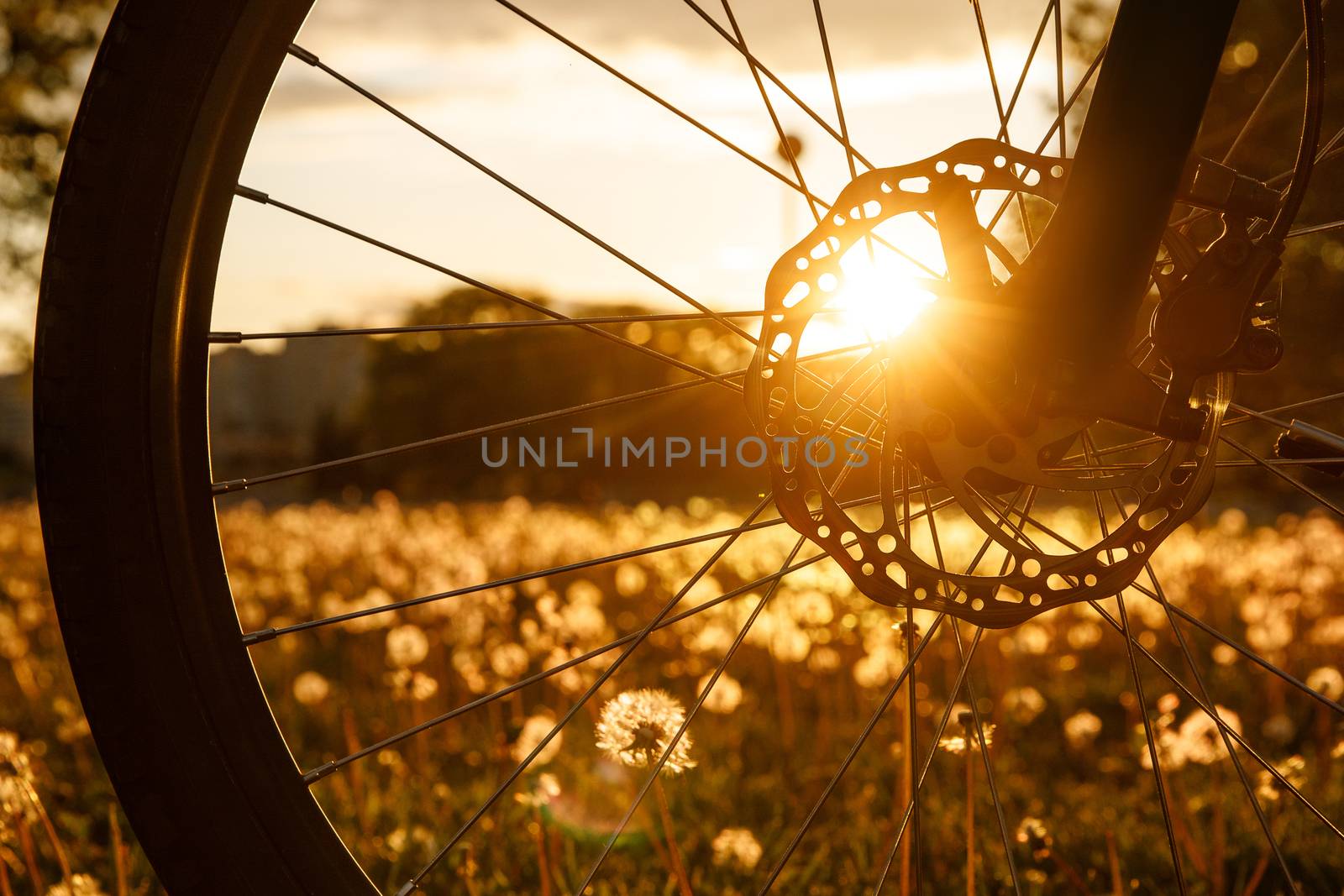 Bicycle wheel in the field at sunset. Close-up of a hydraulic brake disc.