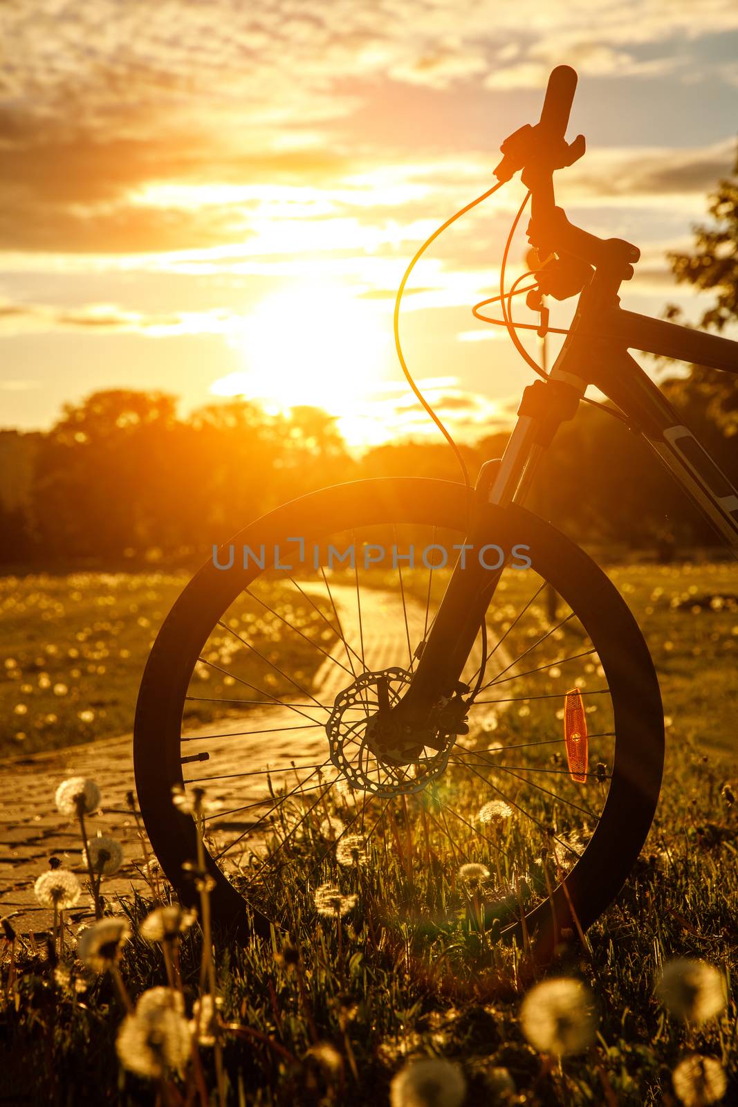 Bicycle wheel in the field at sunset. Close-up of a hydraulic brake disc by 9parusnikov