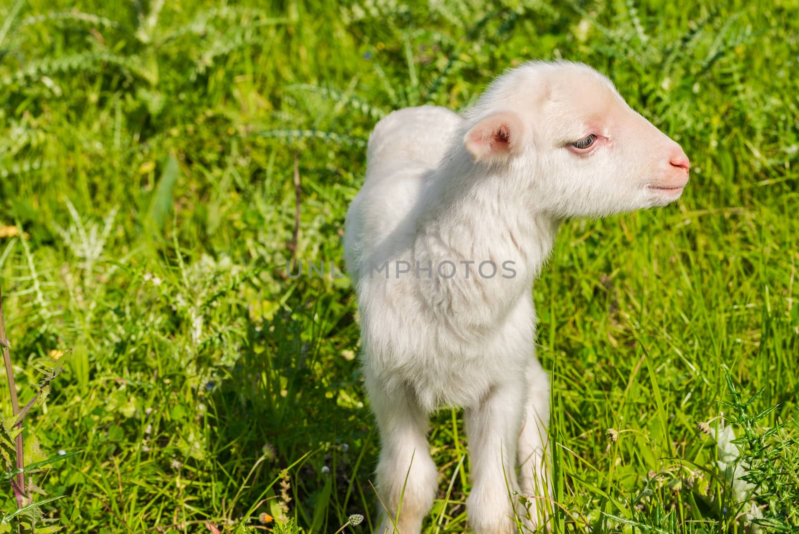 Litte newborn lamb on fresh green meadow at spring