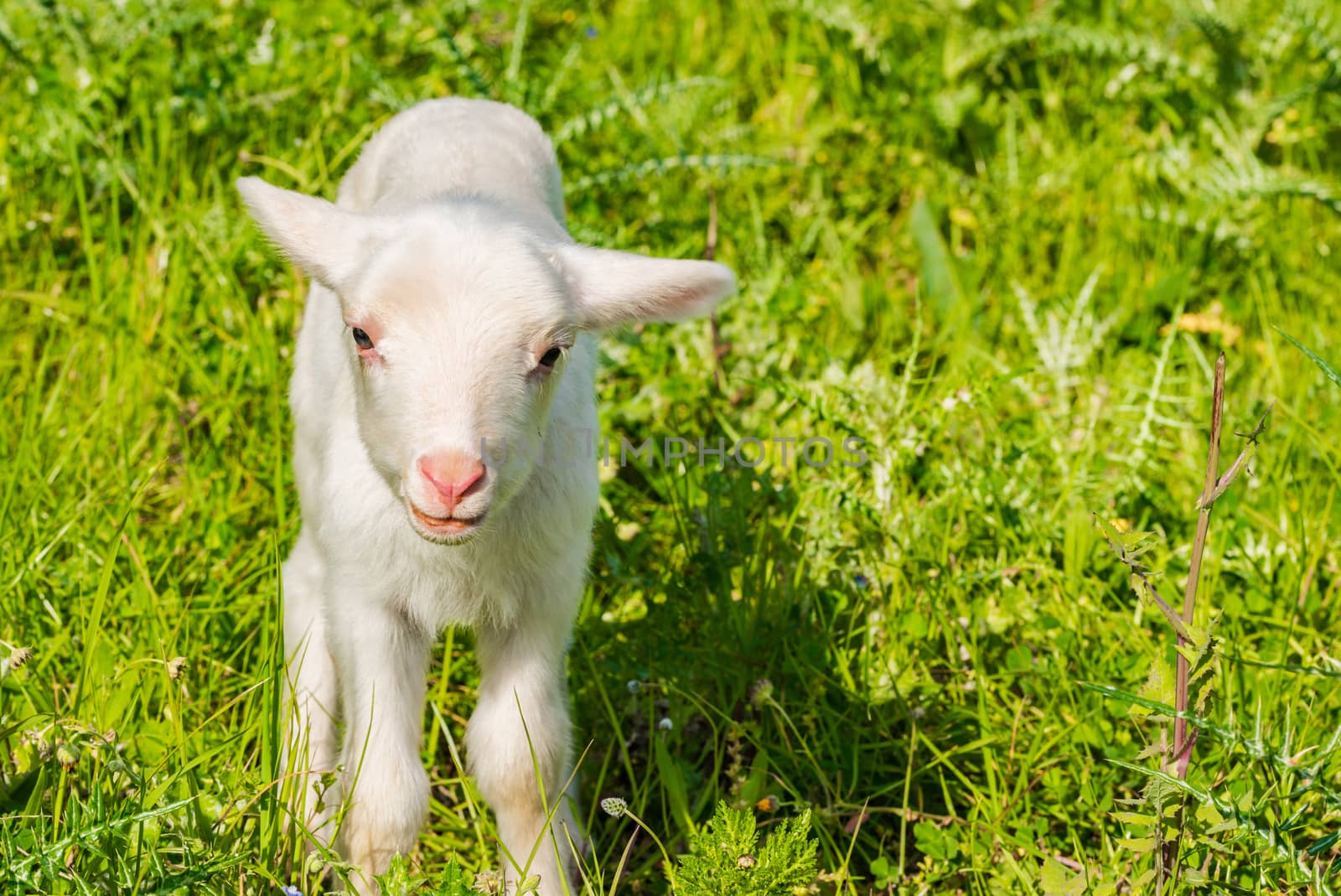 Little lamb at springtime on green grass field