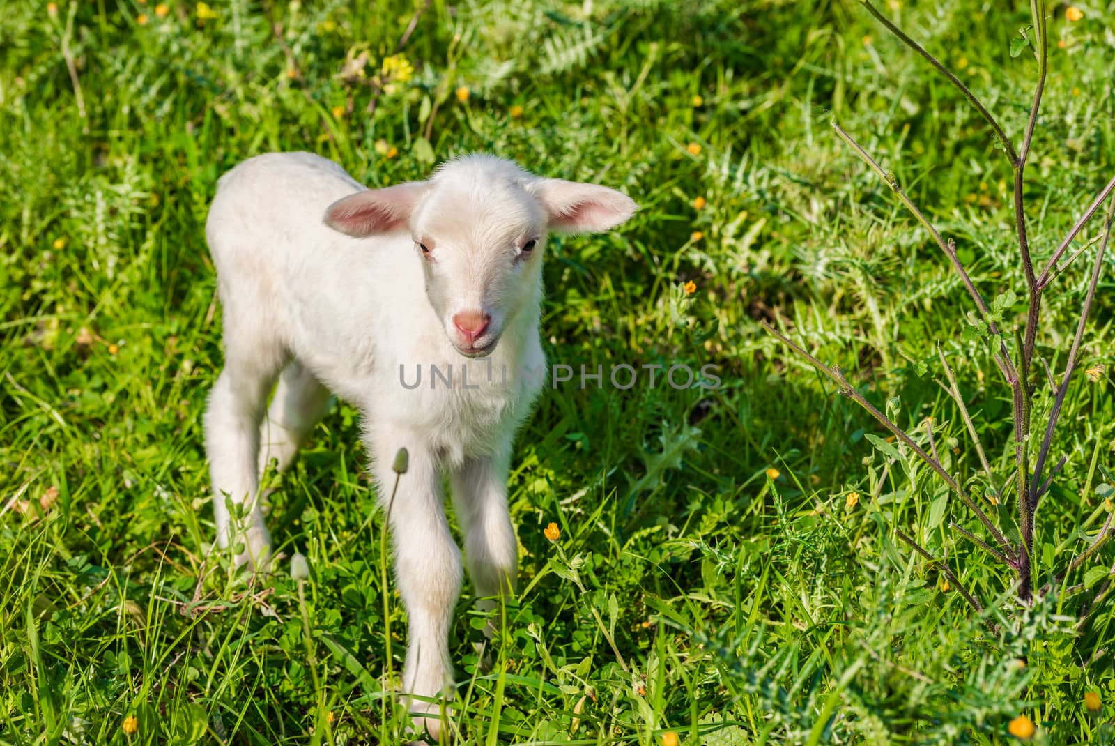 Litte newborn lamb on fresh green meadow at spring

