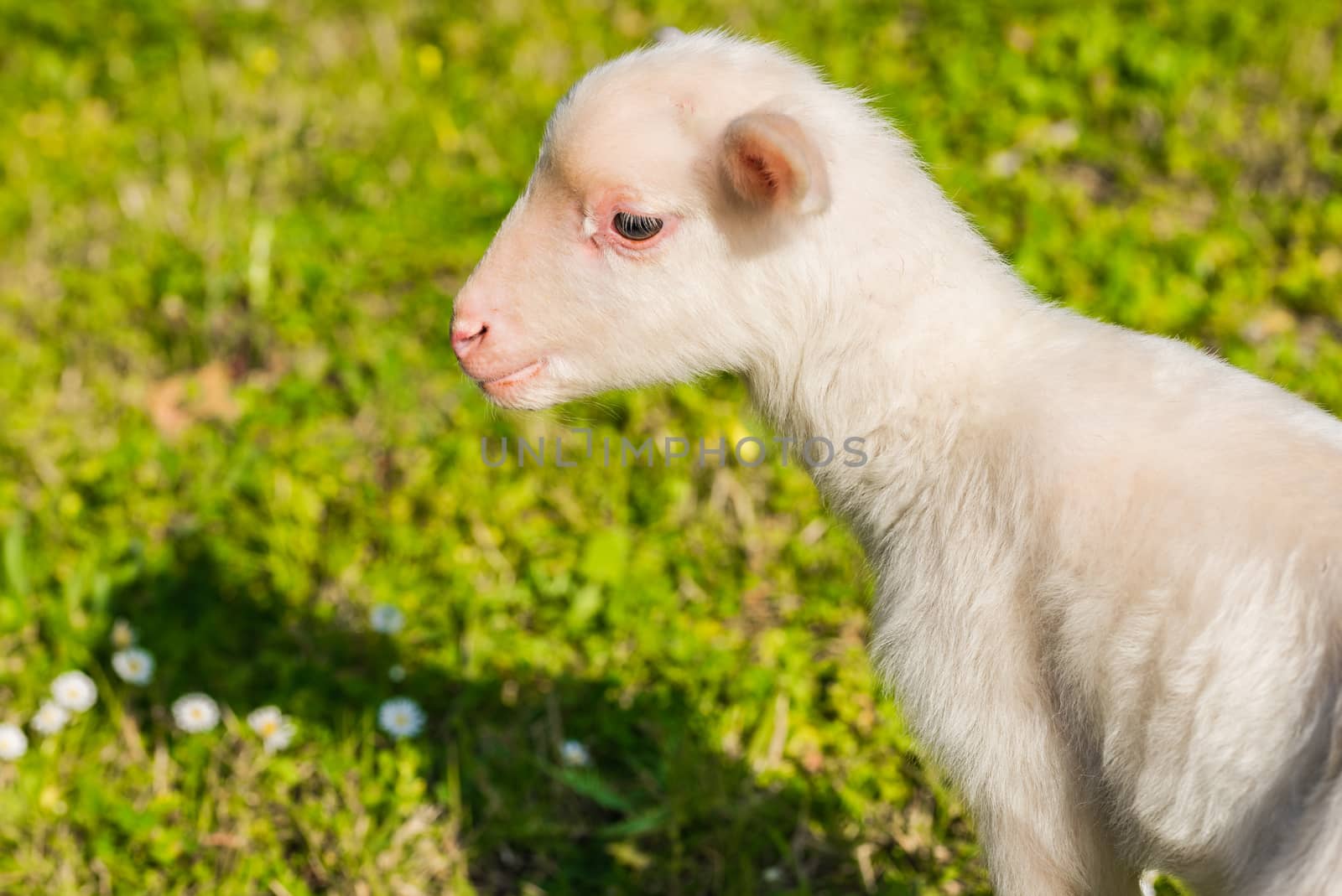 Little lamb at springtime on green grass field