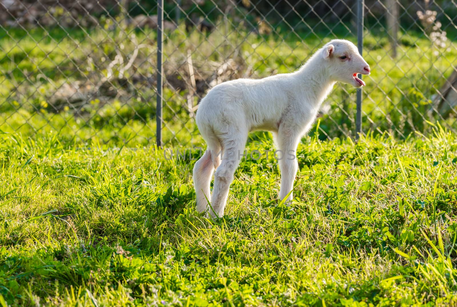 Little lamb at springtime on green grass field