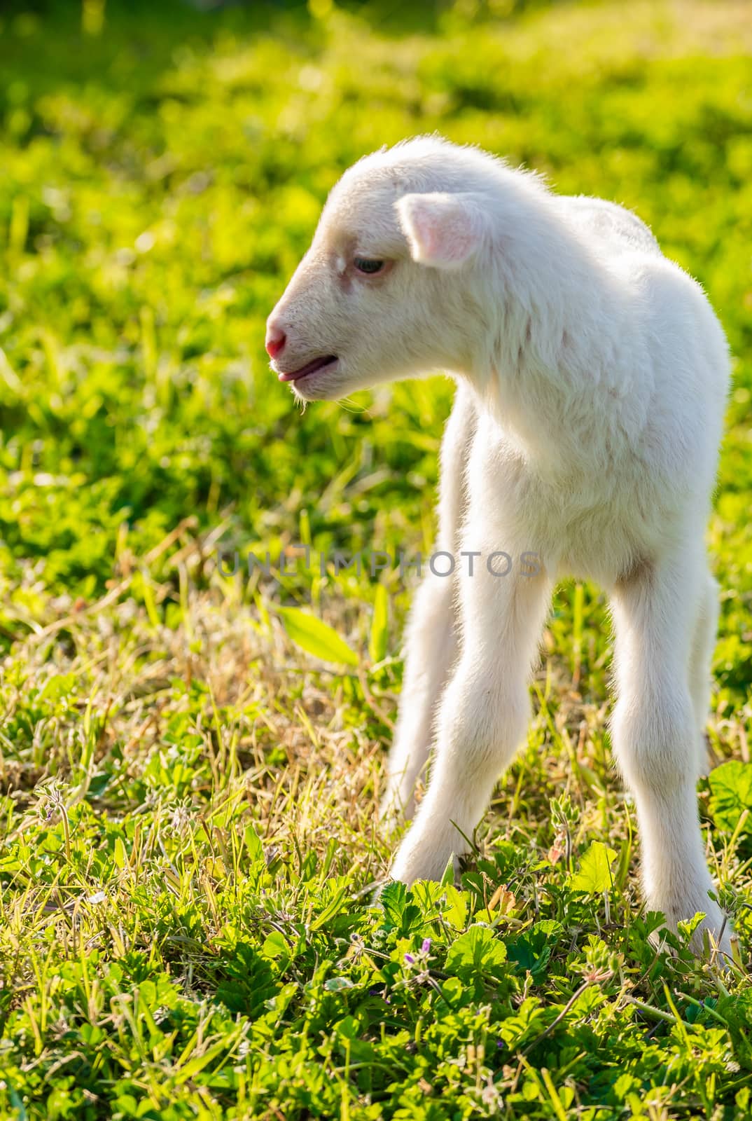 Litte newborn lamb on fresh green meadow at spring