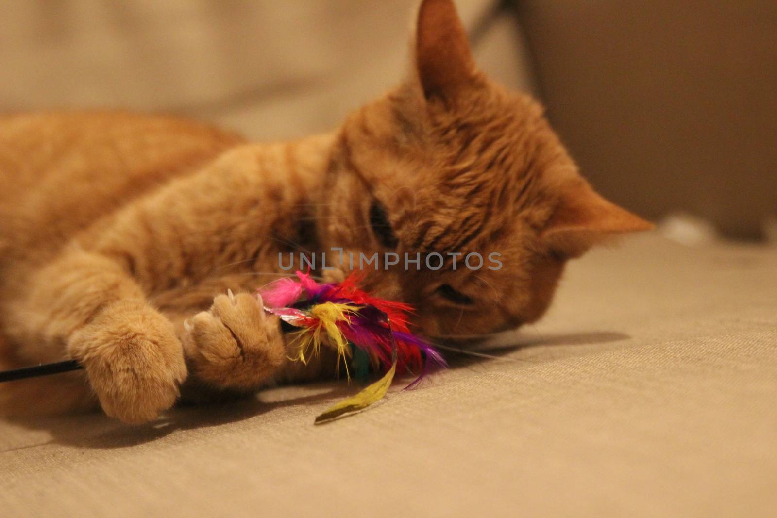 My Cat Spikey while playing, hunting and relaxing in the Sun. Photos are made in my house in Vienna