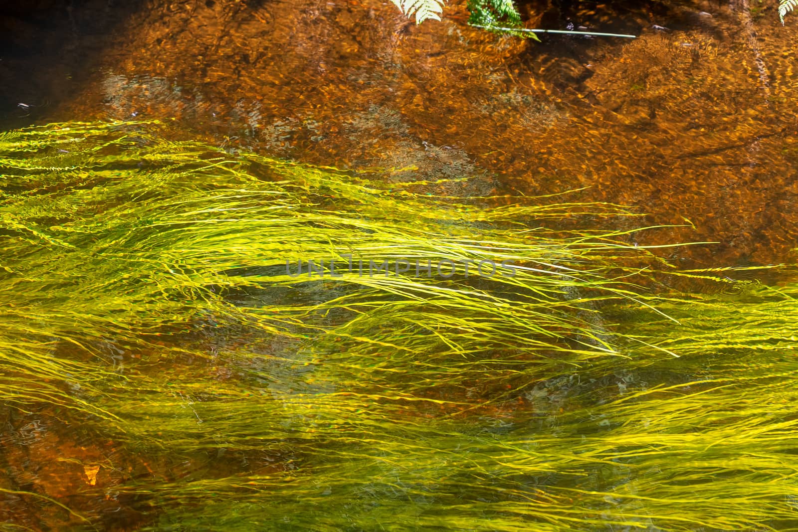 River algae flowing in a canal