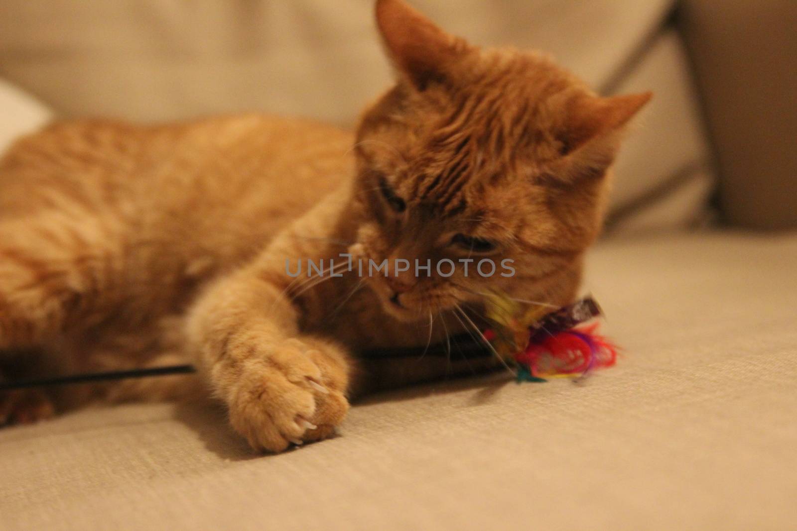 My Cat Spikey while playing, hunting and relaxing in the Sun. Photos are made in my house in Vienna