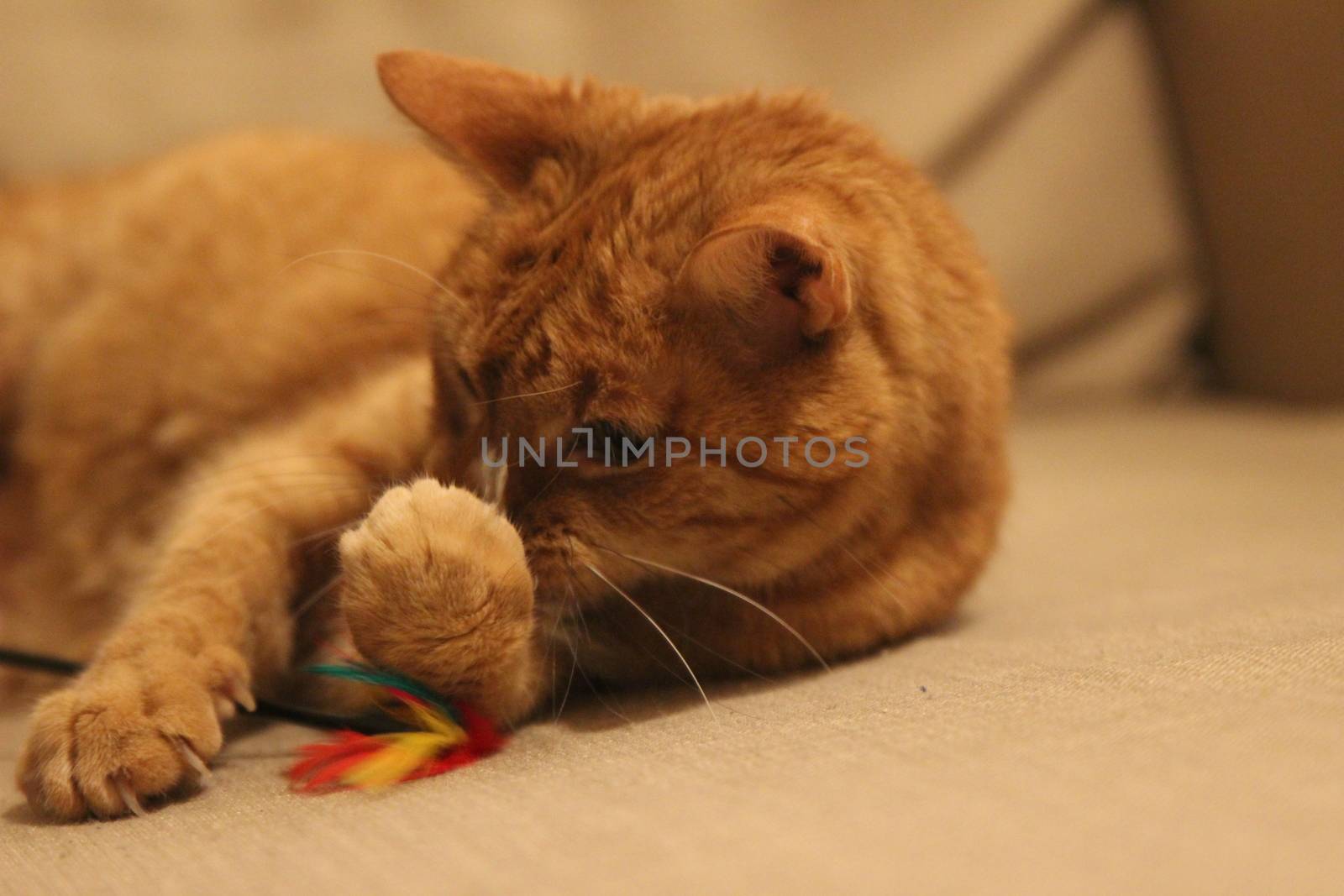 My Cat Spikey while playing, hunting and relaxing in the Sun. Photos are made in my house in Vienna