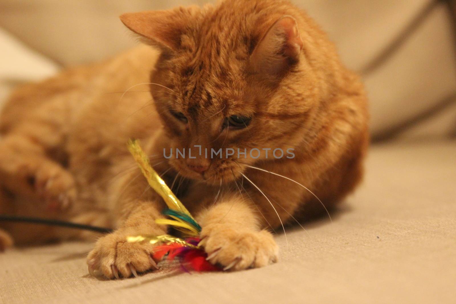 My Cat Spikey while playing, hunting and relaxing in the Sun. Photos are made in my house in Vienna