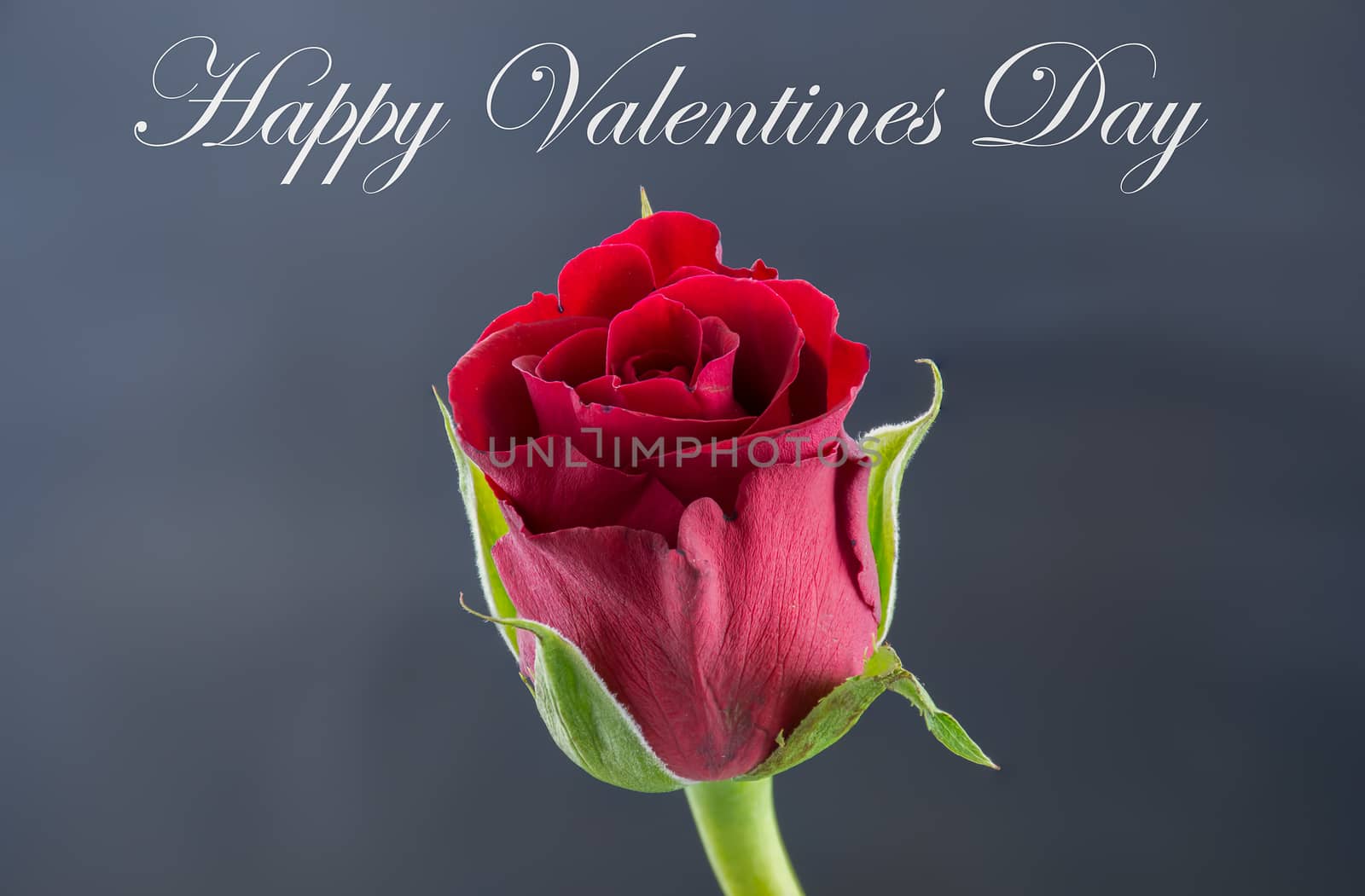 Red Rose - Happy Valentines Day
