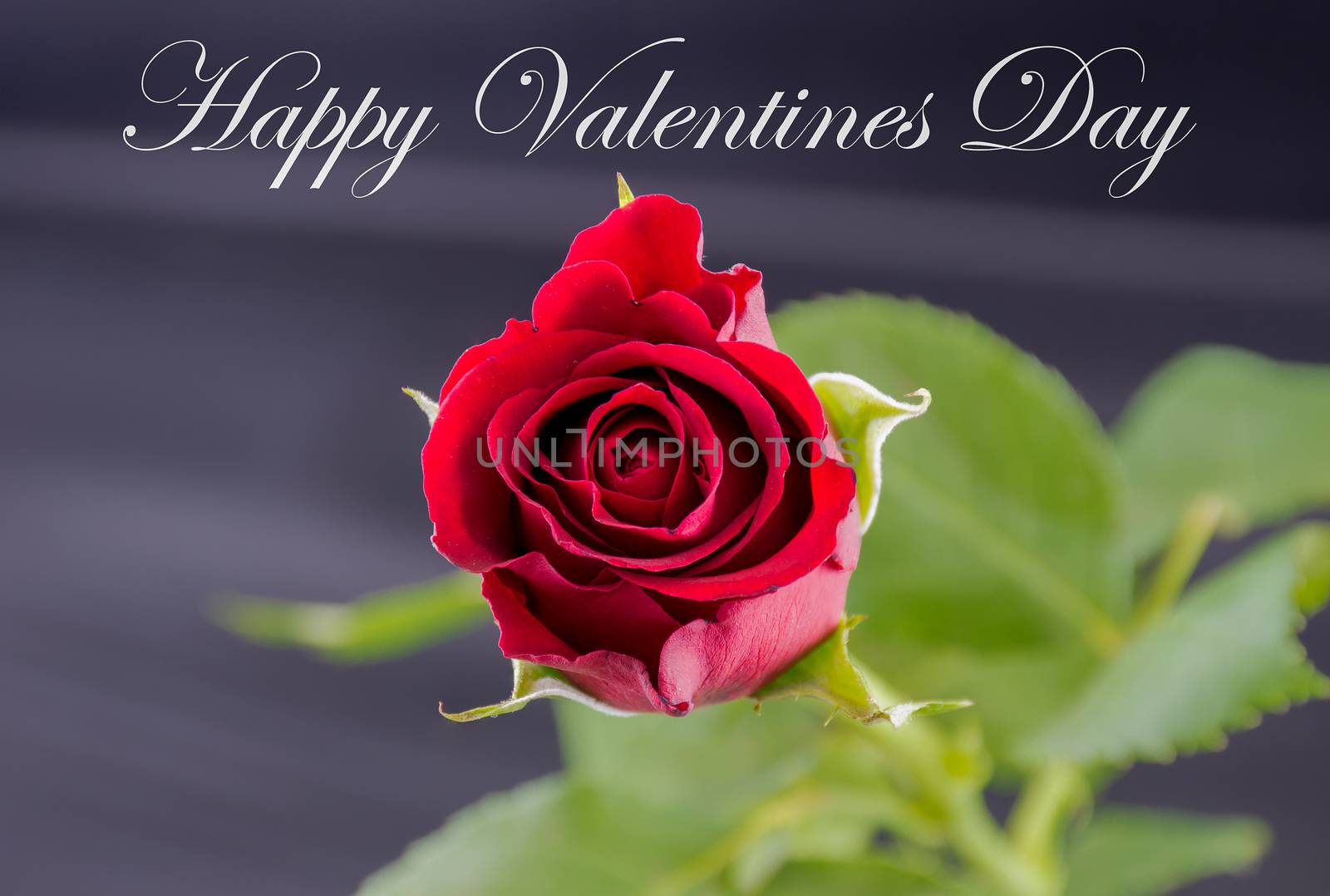 Red Rose - Happy Valentines Day
