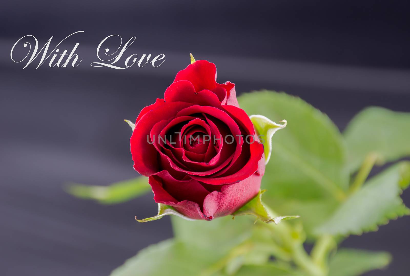 Red Rose - With Love