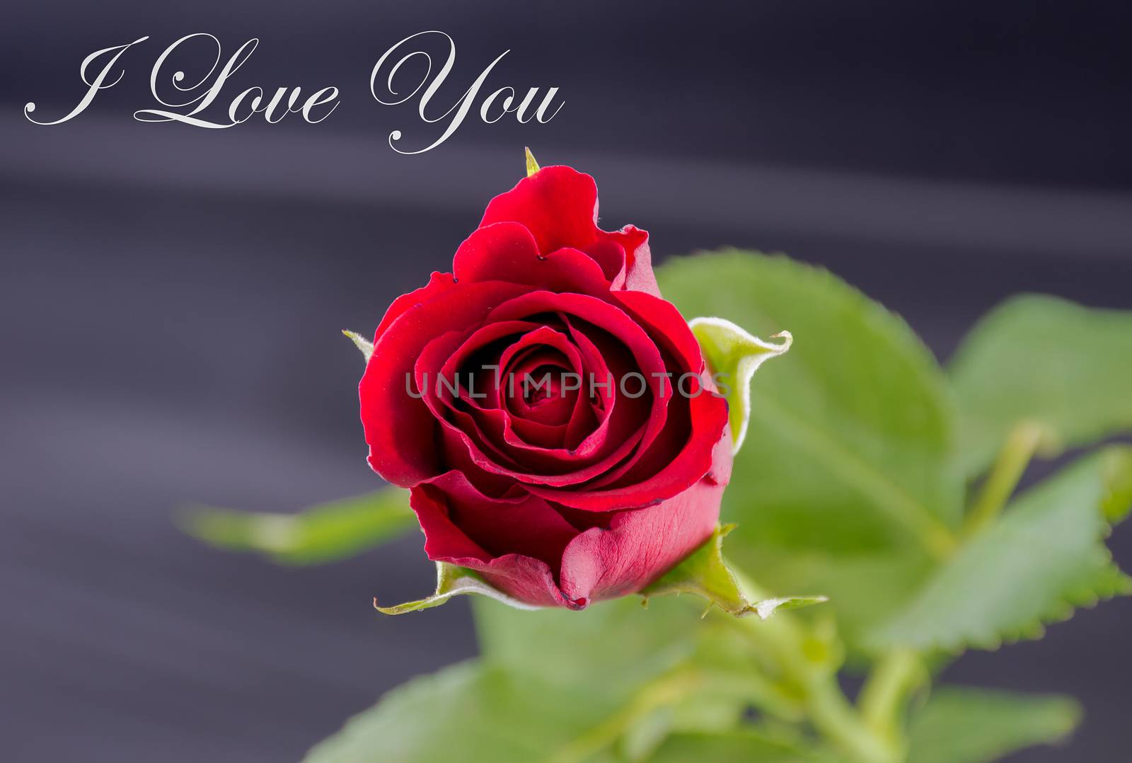 Red Rose - I love You