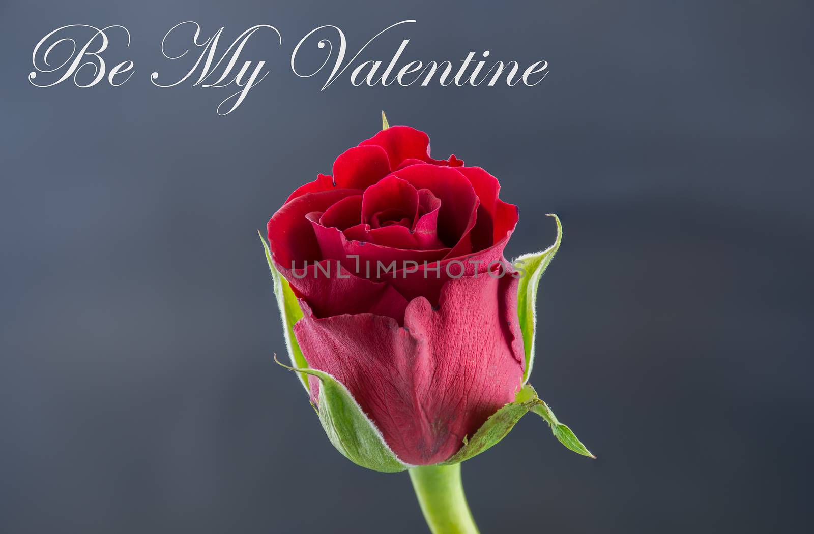 Red Rose - Be My Valentine
