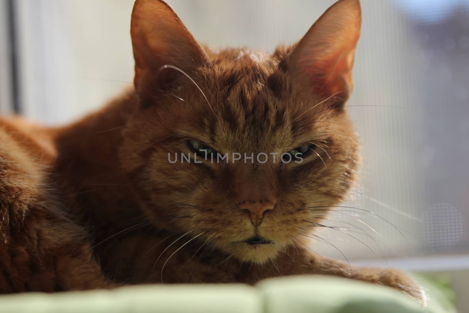 My Cat Spikey while playing, hunting and relaxing in the Sun. Photos are made in my house in Vienna