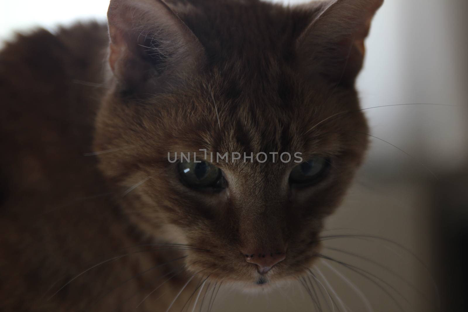 My Cat Spikey while playing, hunting and relaxing in the Sun. Photos are made in my house in Vienna