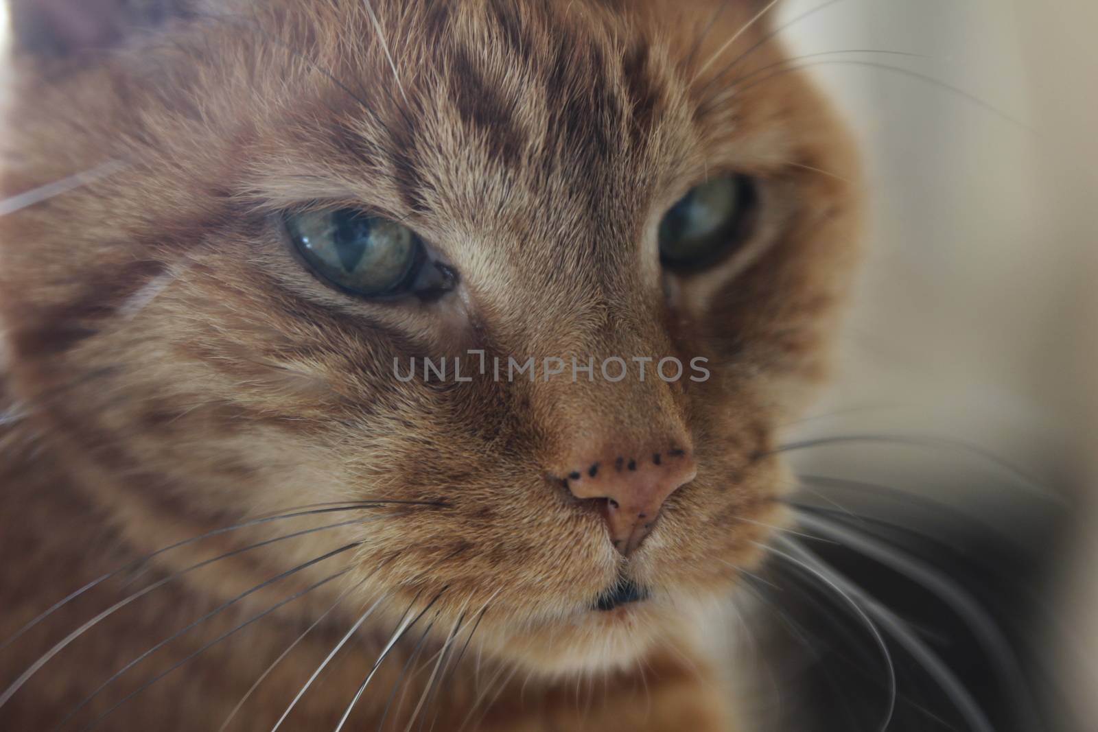 My Cat Spikey while playing, hunting and relaxing in the Sun. Photos are made in my house in Vienna