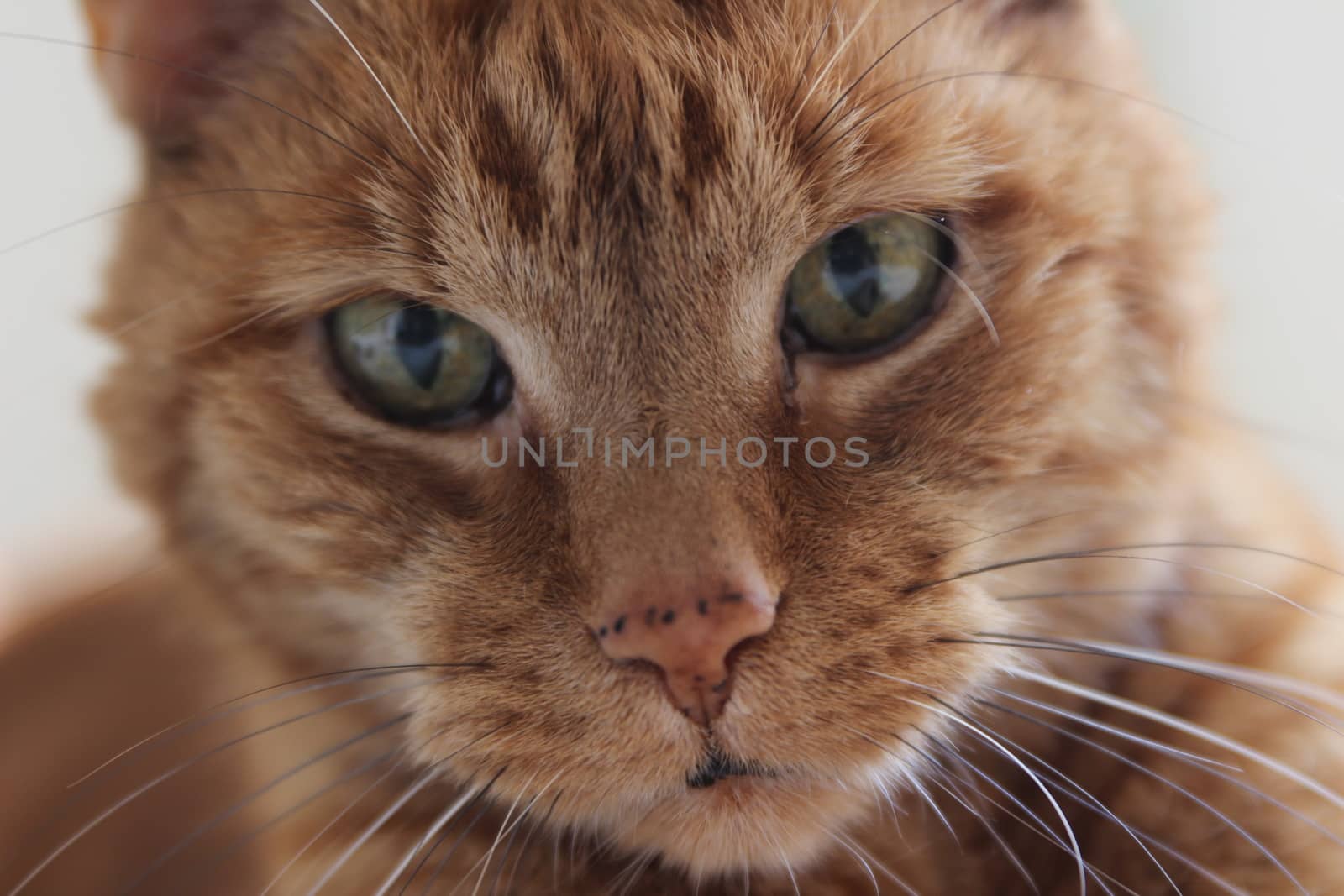 My Cat Spikey while playing, hunting and relaxing in the Sun. Photos are made in my house in Vienna