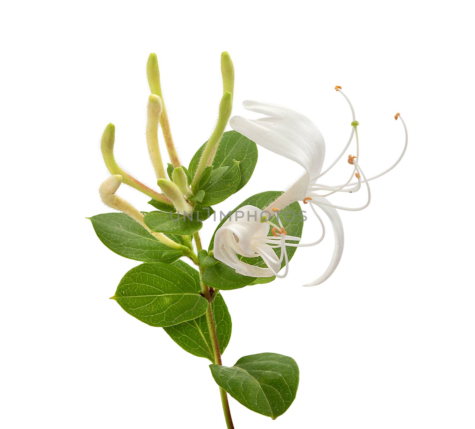 Isolated branch of blossoming honeysuckle on the white