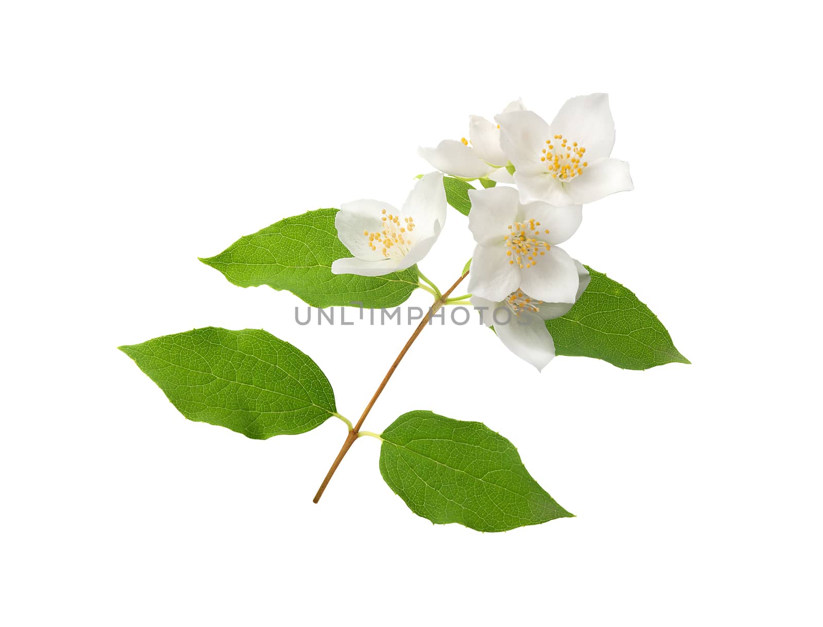 Isolated branch of blossoming jasmine on the white