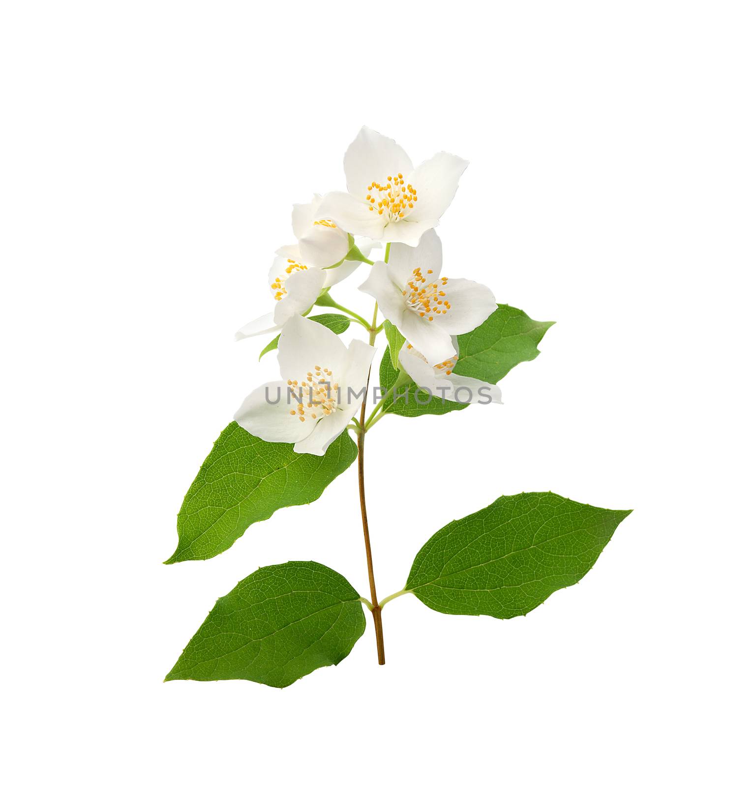 Isolated branch of blossoming jasmine on the white
