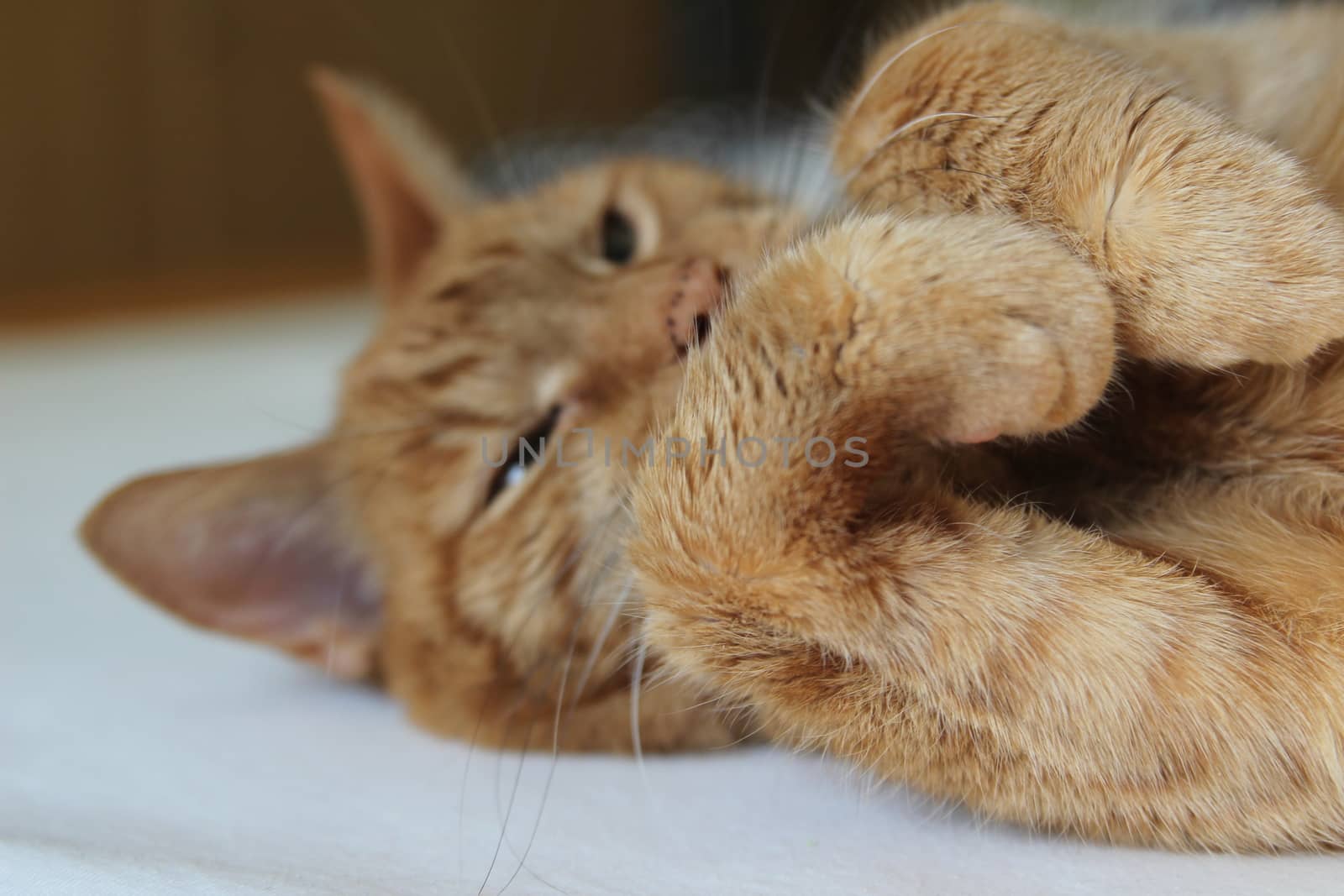 My Cat Spikey while playing, hunting and relaxing in the Sun. Photos are made in my house in Vienna