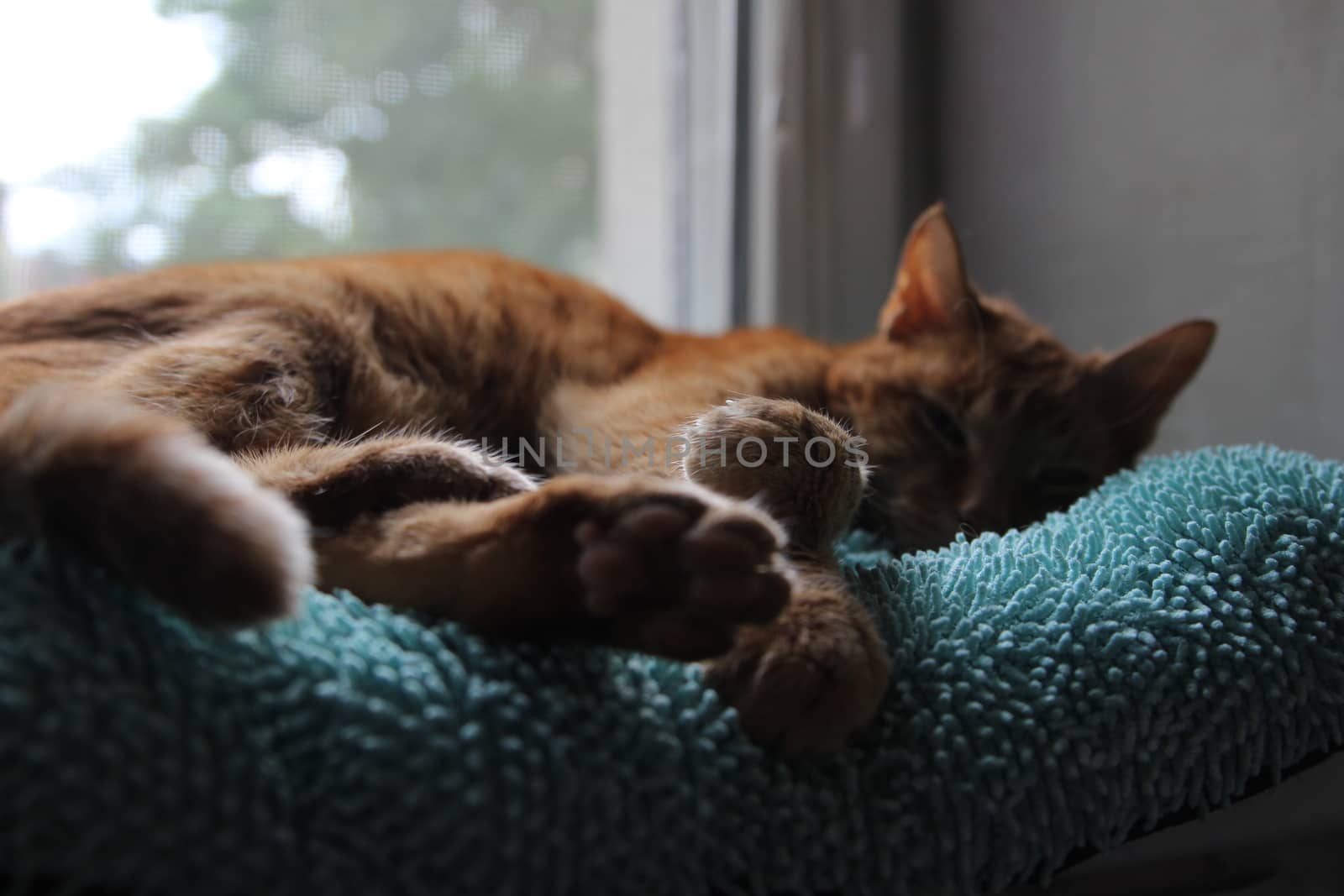 My Cat Spikey while playing, hunting and relaxing in the Sun. Photos are made in my house in Vienna