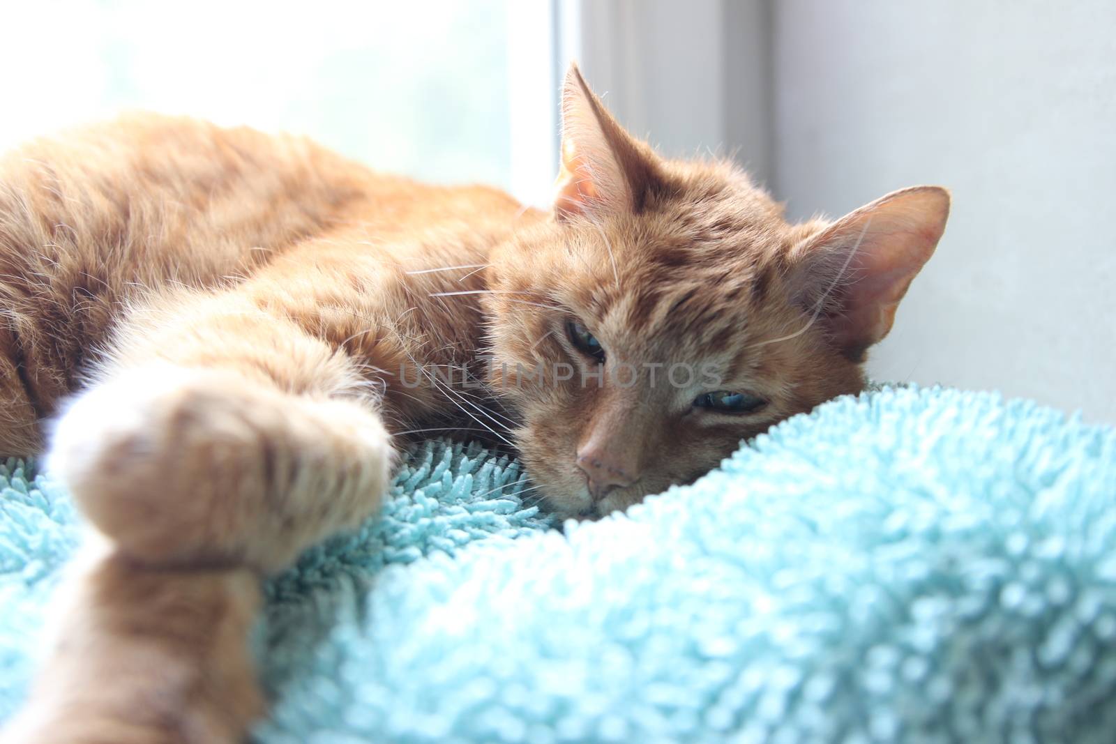 My Cat Spikey while playing, hunting and relaxing in the Sun. Photos are made in my house in Vienna