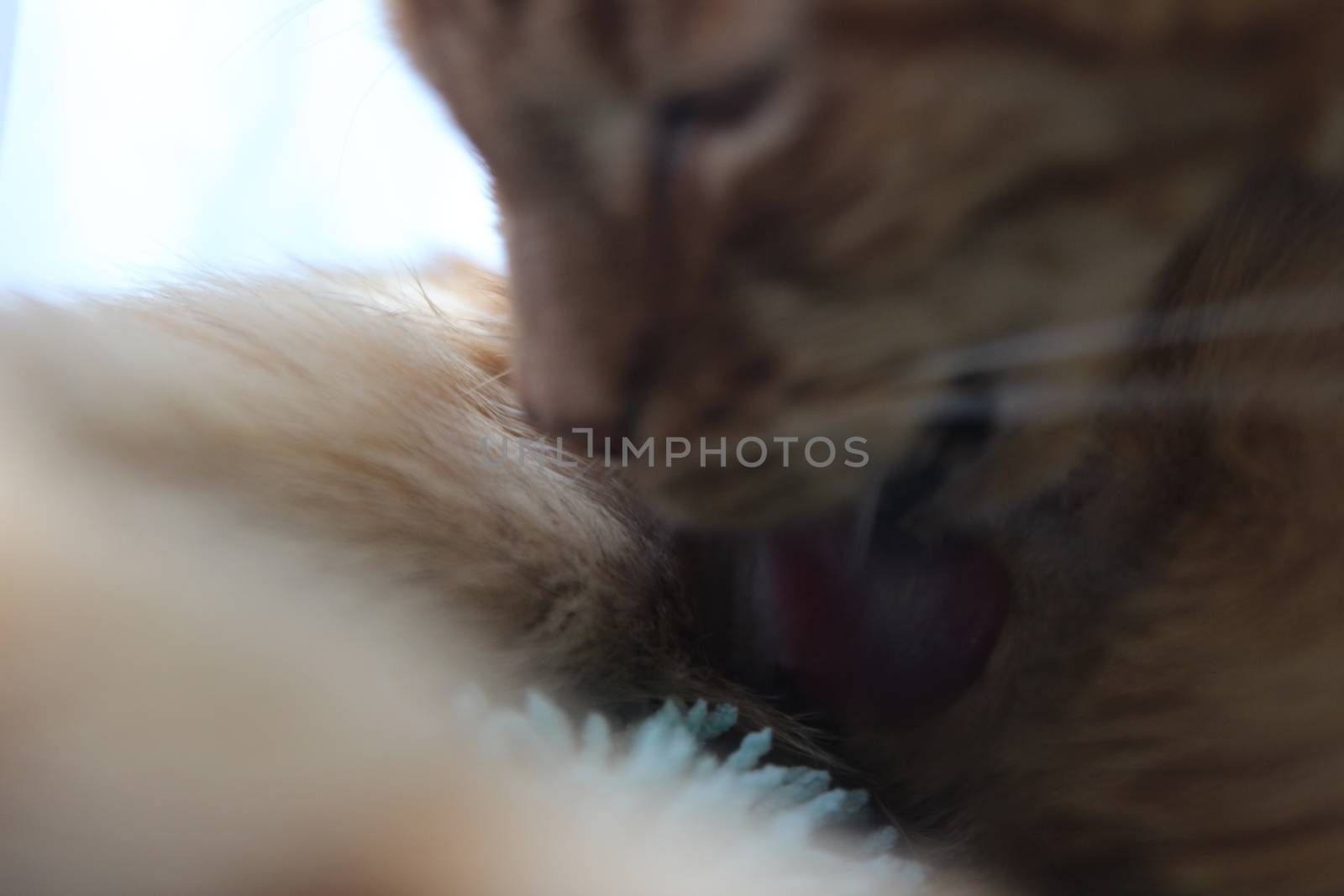 My Cat Spikey while playing relaxing and have fun by hanibalsmith18