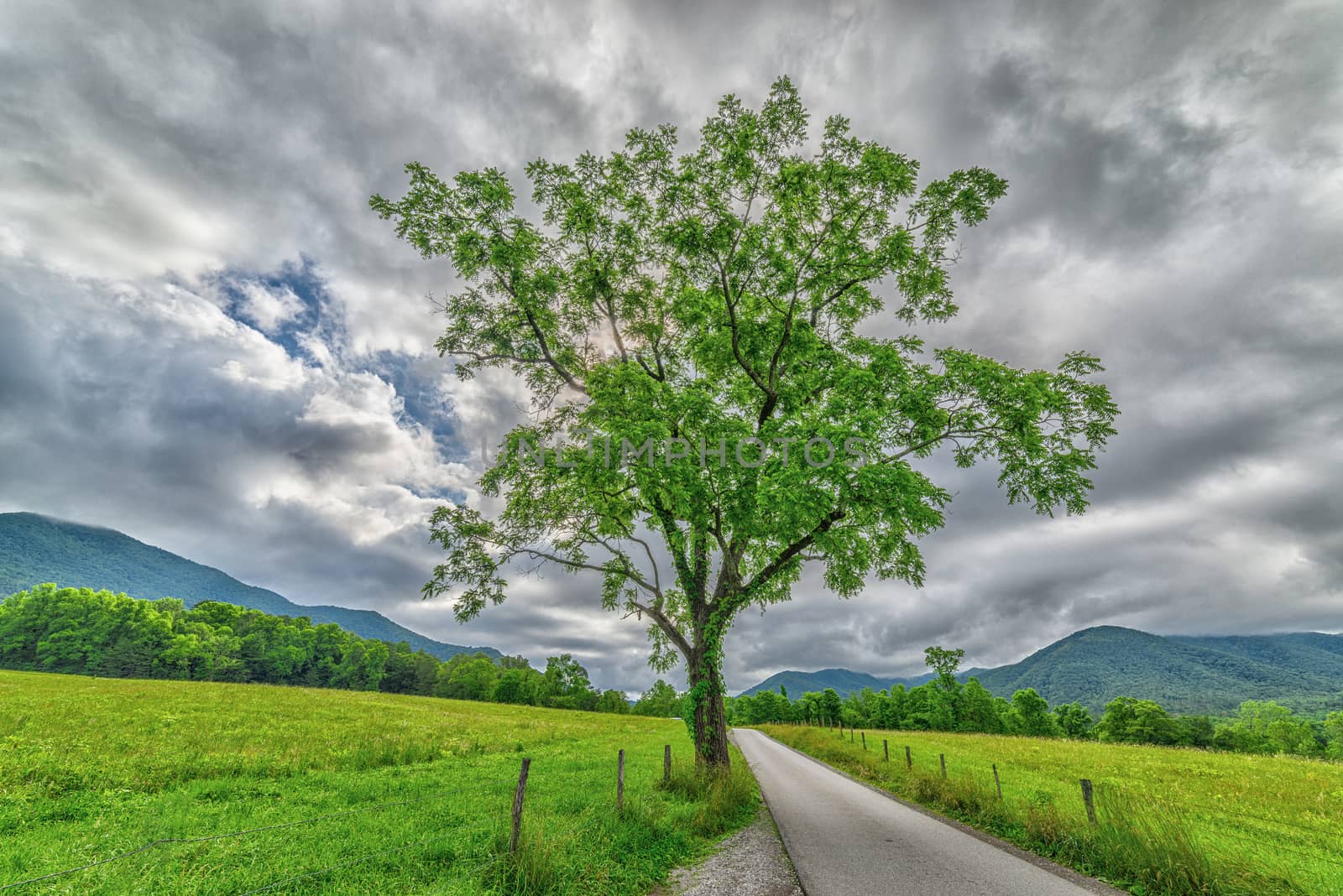 Cades Cove Tree in Springtime by stockbuster1