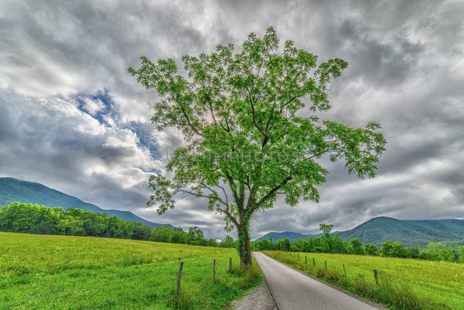 A beautiful horizontal shot of a Cades Cove tree in Springtime with a cloudy sky and mountains in the background.