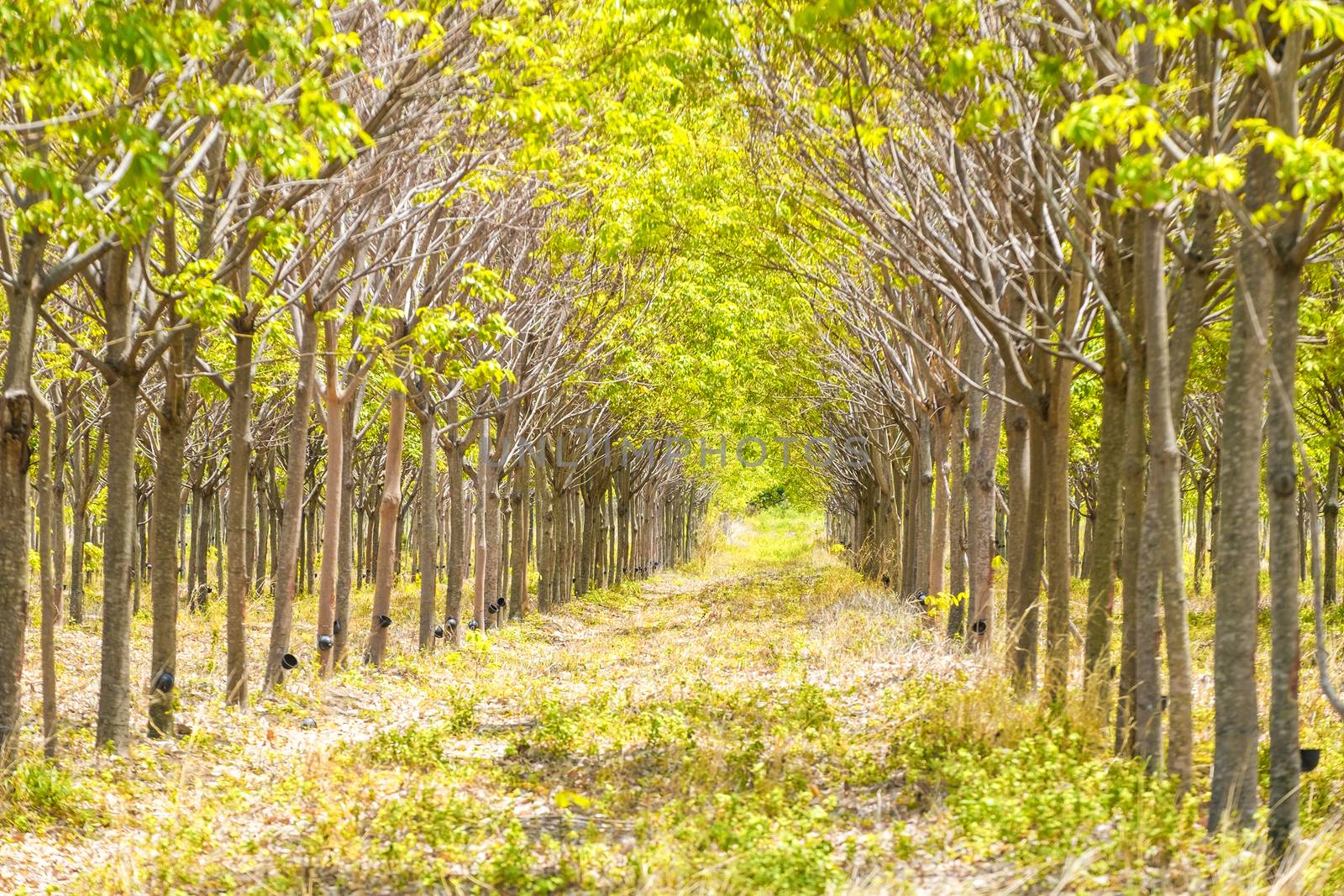 forest path walkway