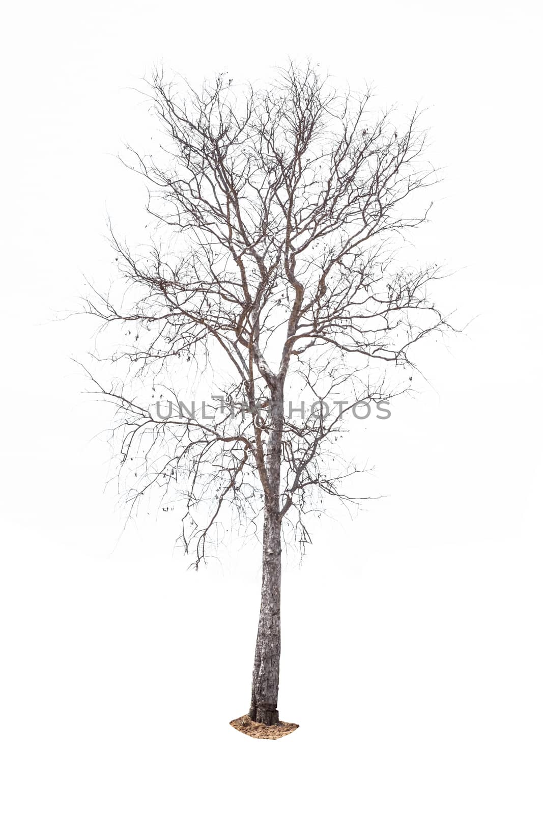 Dead tree on white background