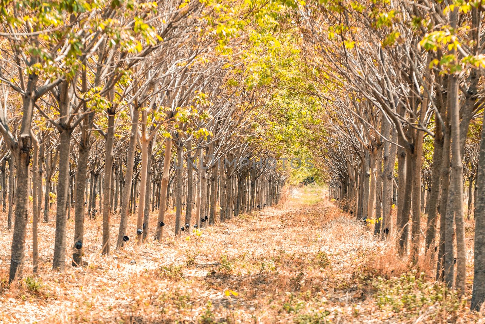 forest path walkway