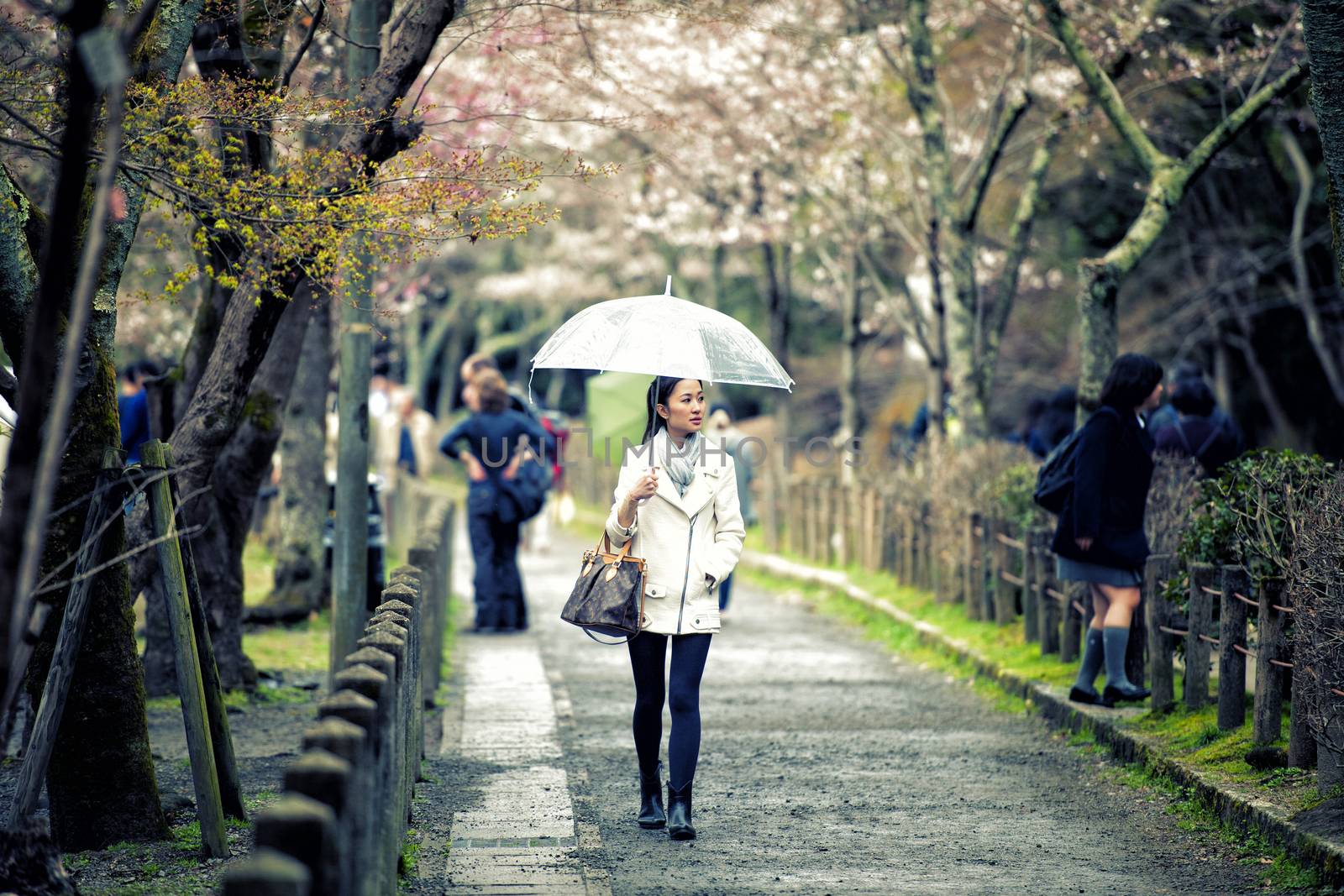 Happy travel woman look sakura cherry blossoms tree in rainy day