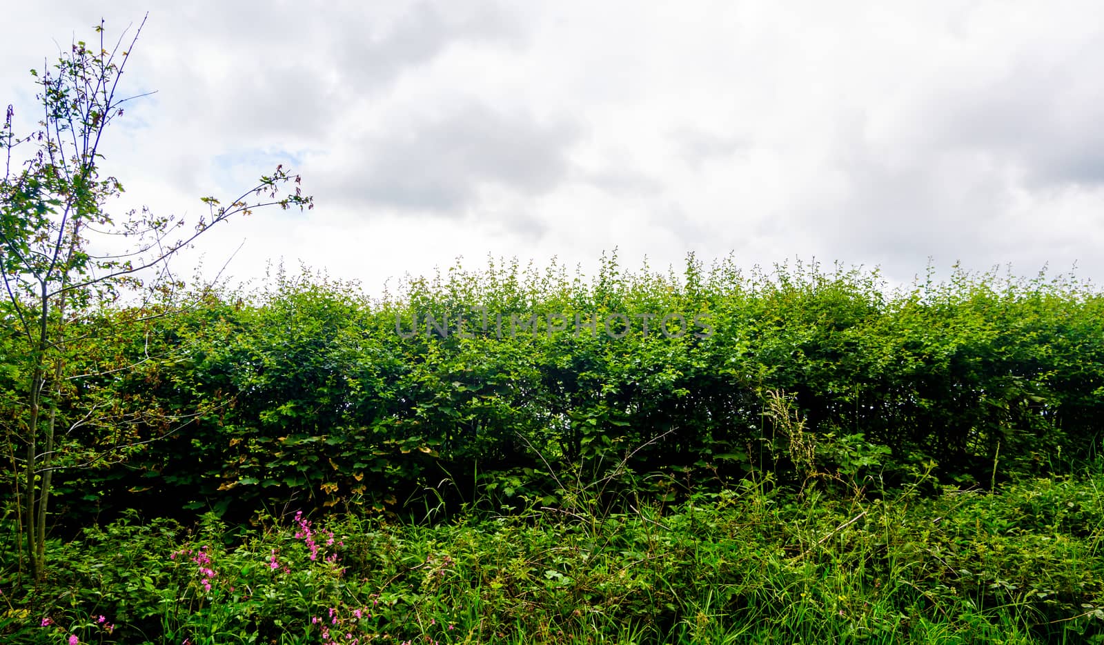 Live green spring fence from prickly hawthorn hedge by paddythegolfer