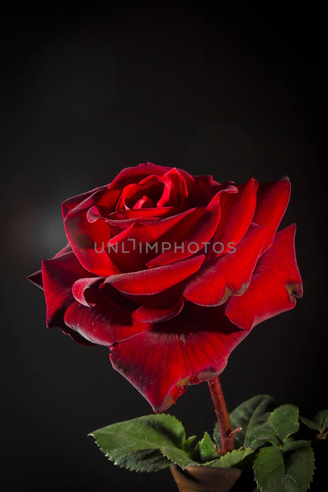Red rose close-up on a black background