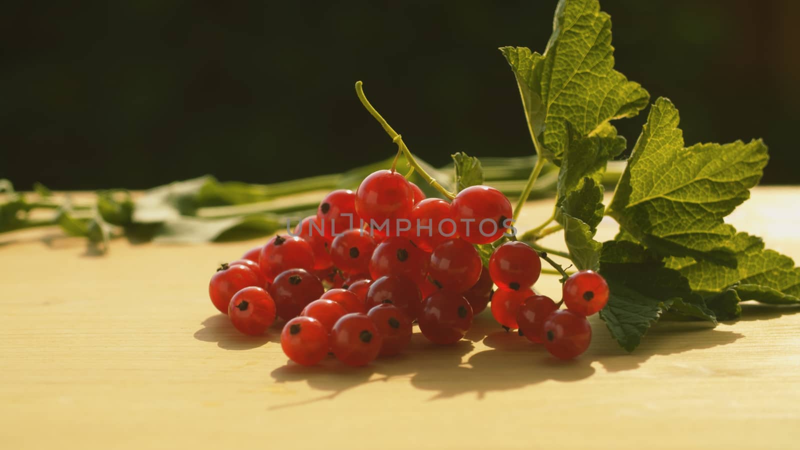 Close up bunch of red currant and gerbera on the table. Summer still life. Macro shooting. Fresh healthy food