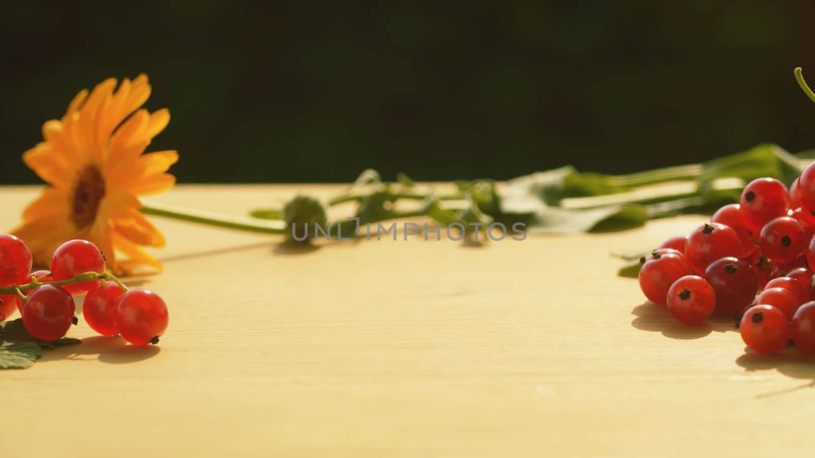 Close up bunch of red currant and gerbera on the table. Summer still life. Macro shooting. Fresh healthy food