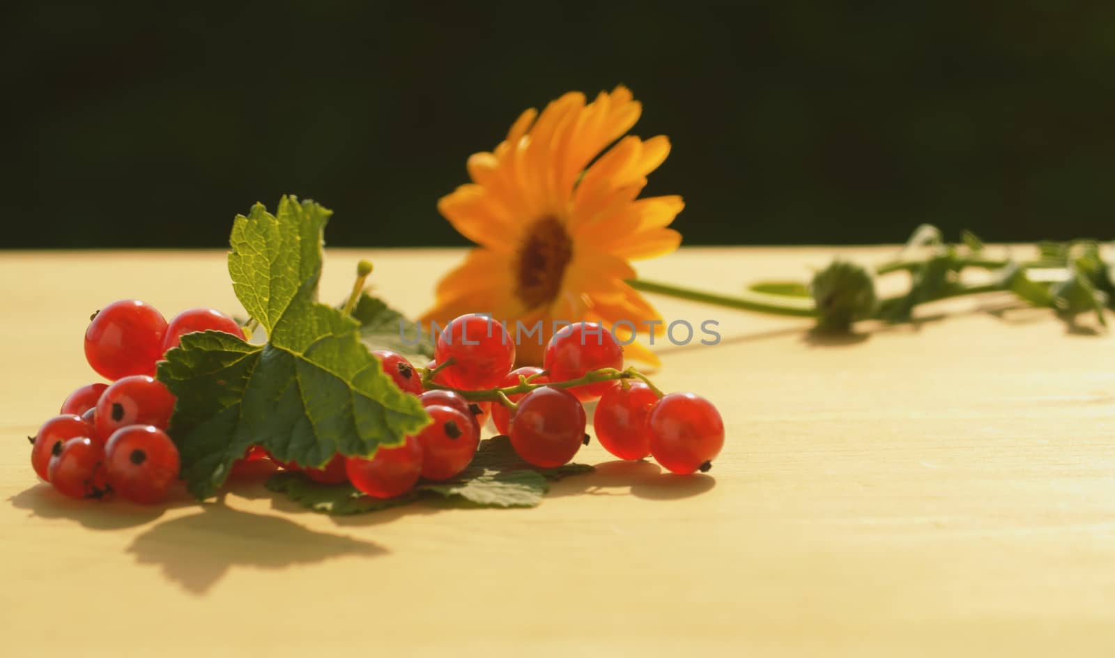 Close up bunch of red currant and gerbera on the table. Summer still life. Macro shooting. Fresh healthy food