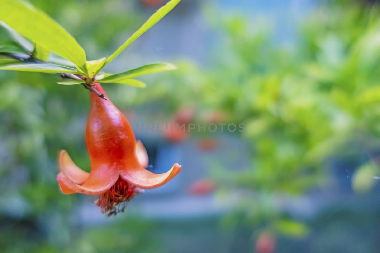 pomegranate flowers on tree branches