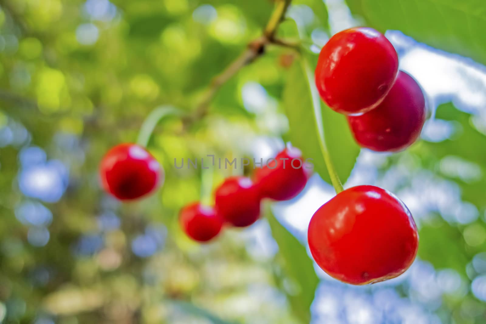 red sour cherries on a branch
