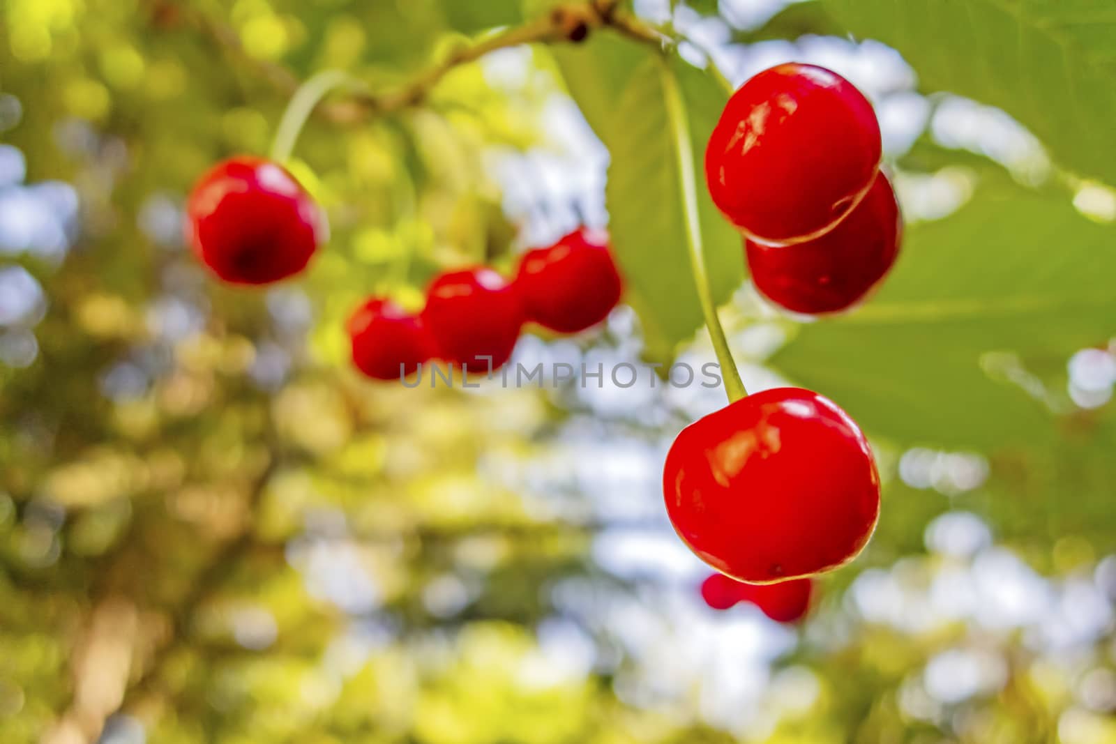 red sour cherries on a branch