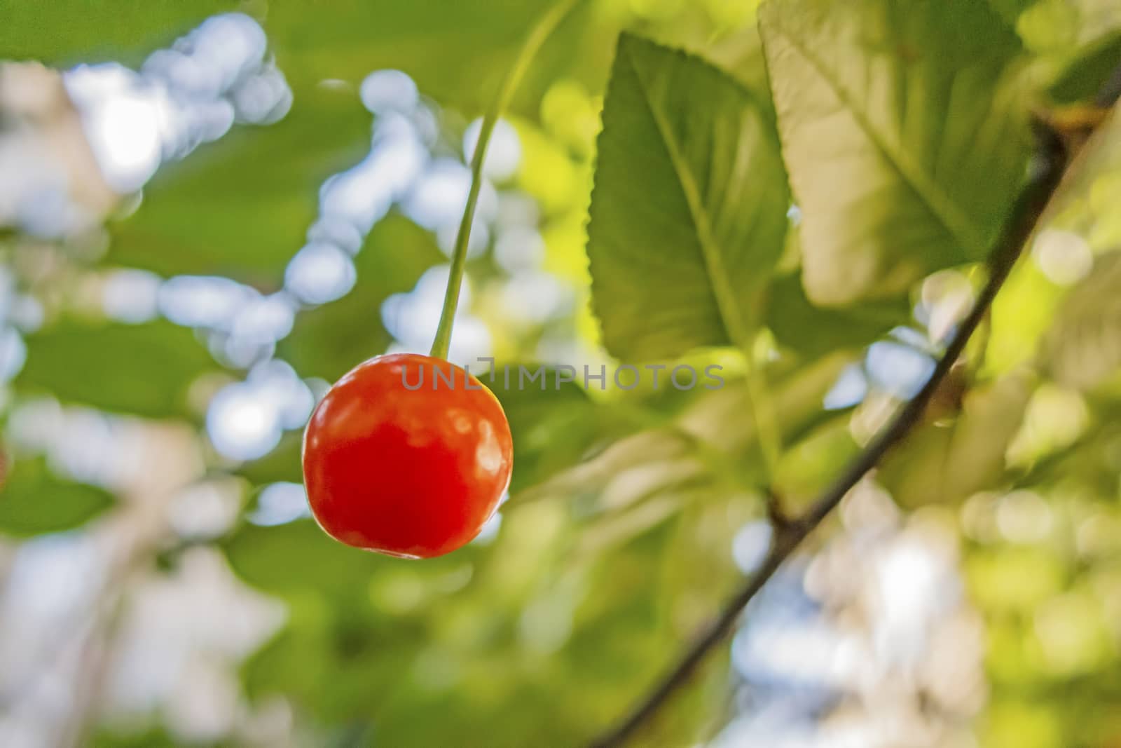 red sour cherries on a branch